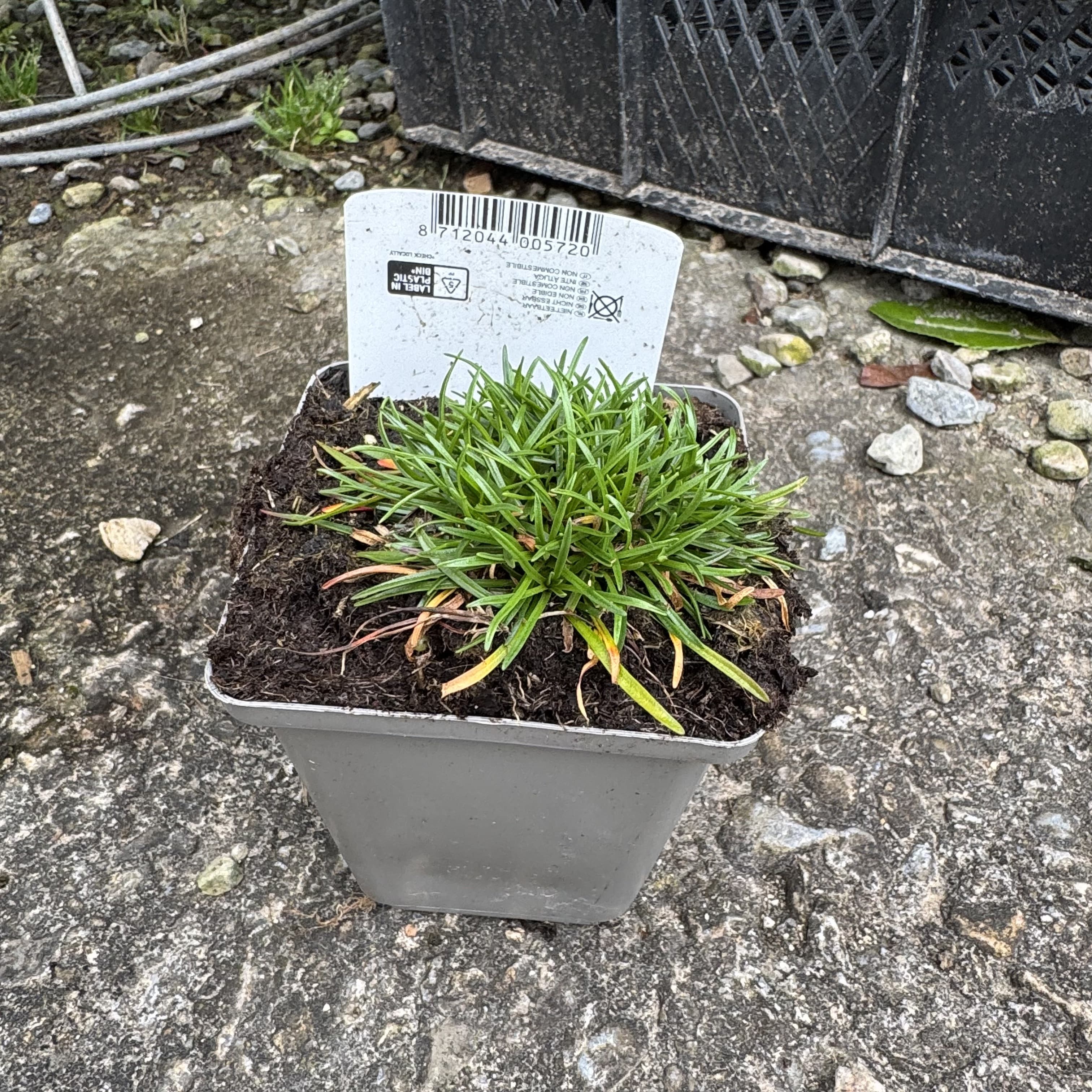 Armeria maritima 'Splendens'