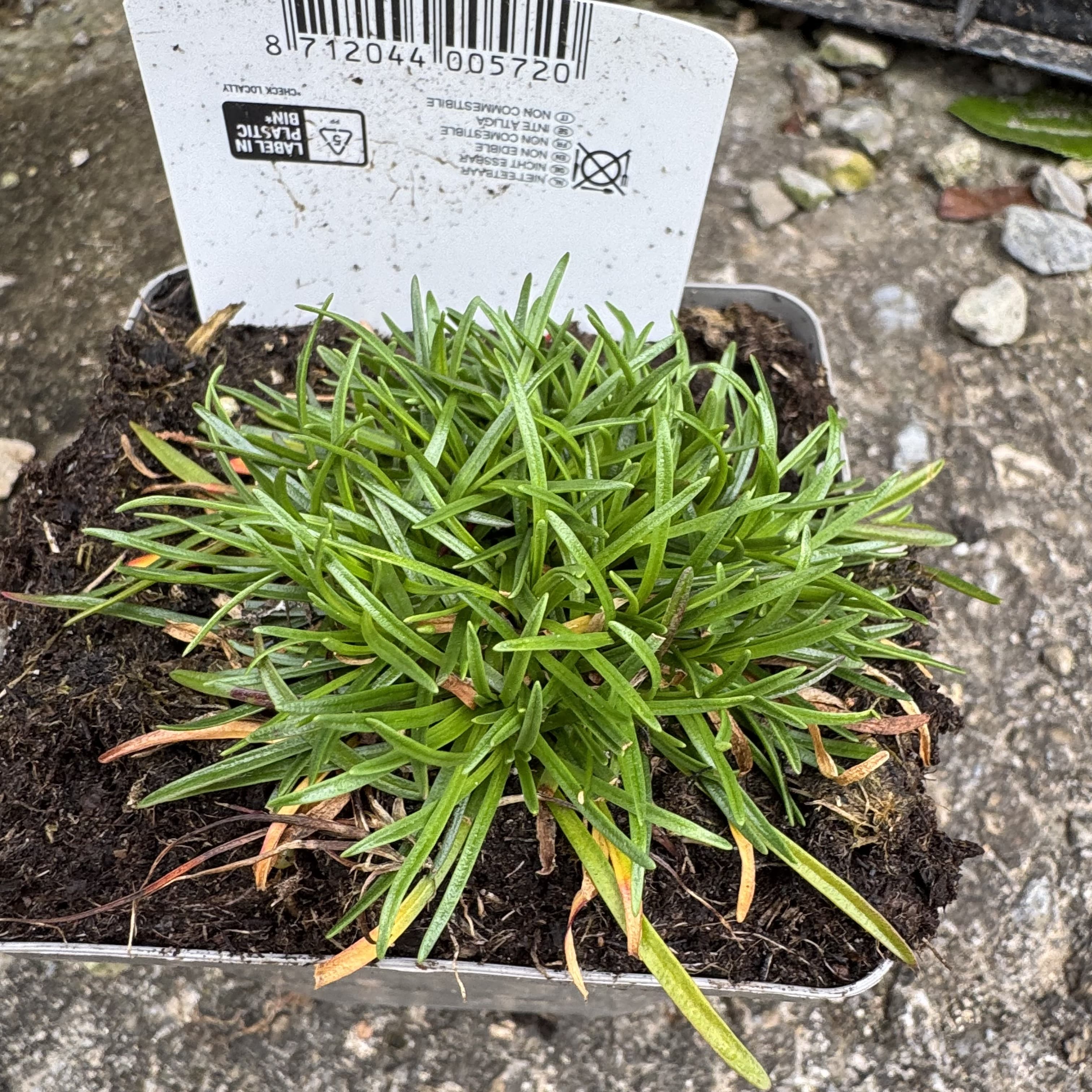 Armeria maritima 'Splendens'