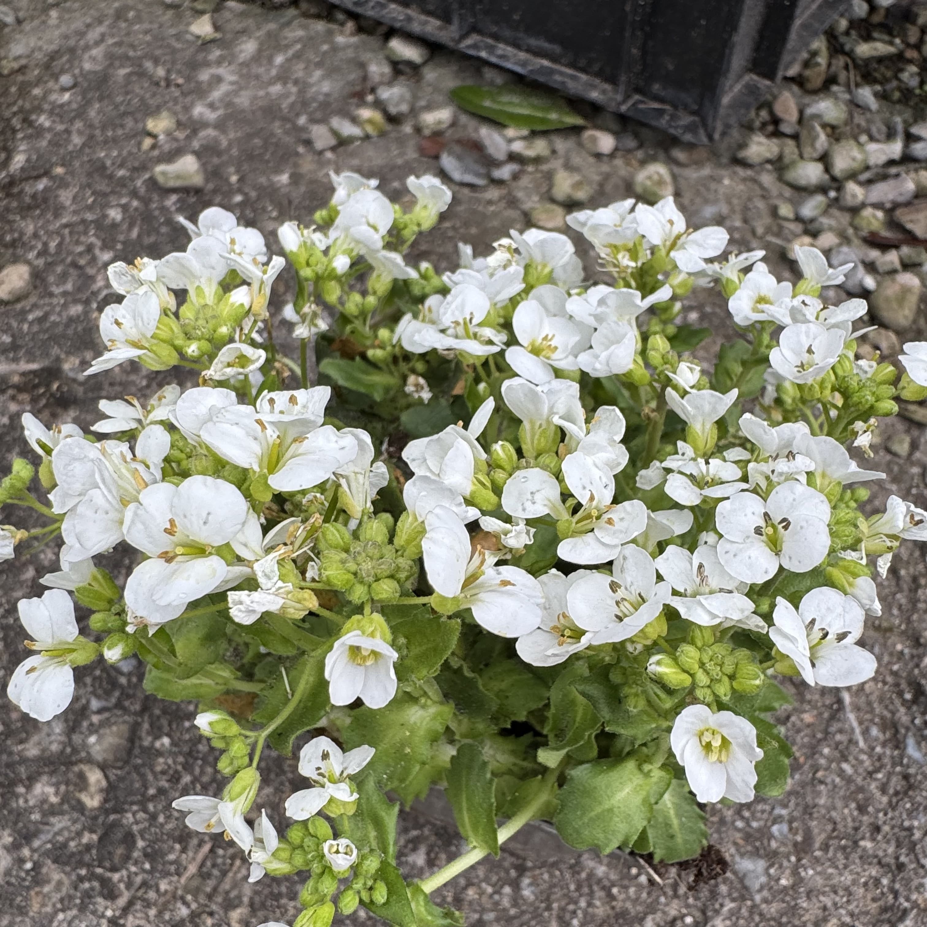 Arabis cauc. 'Snowcap'