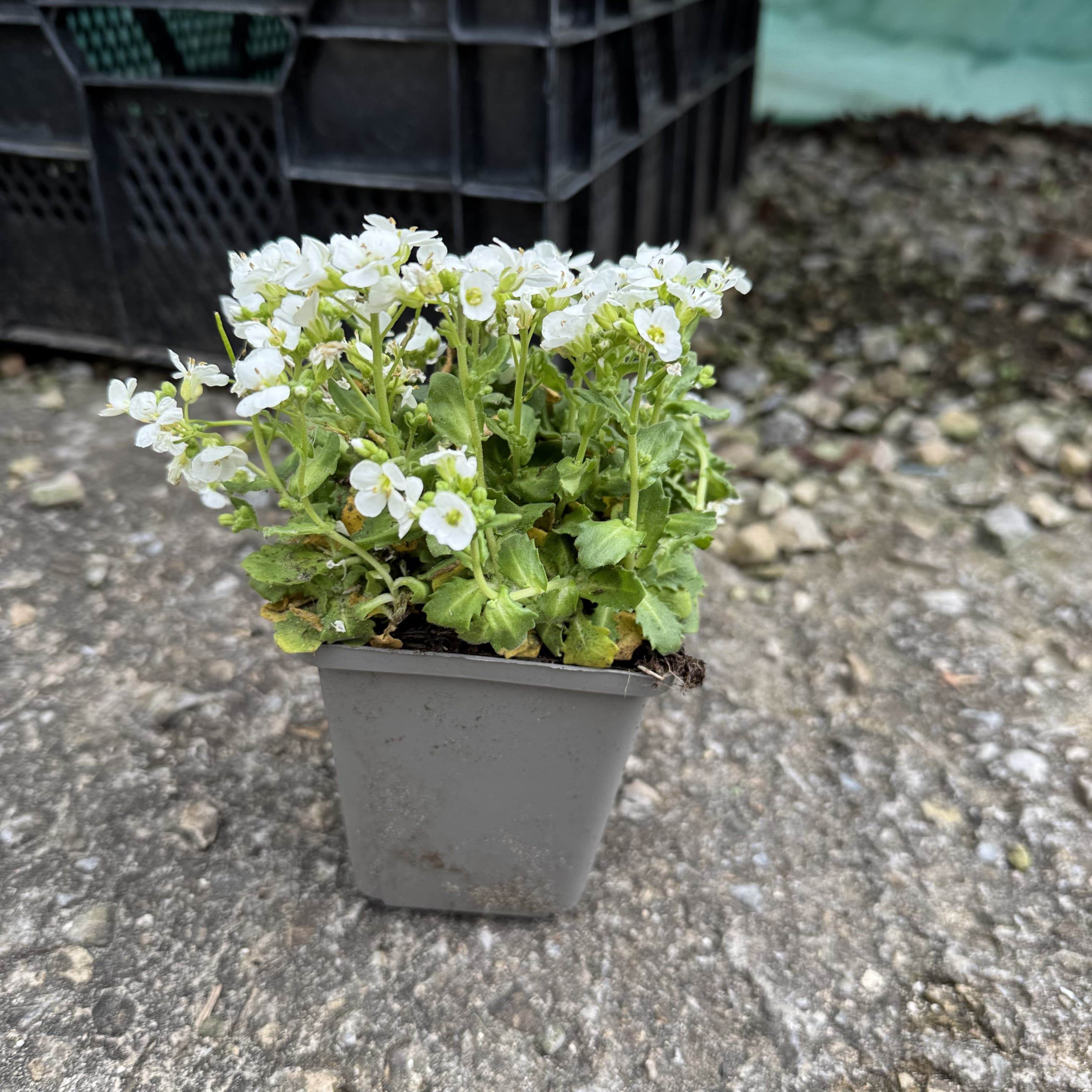 Arabis cauc. 'Snowcap'