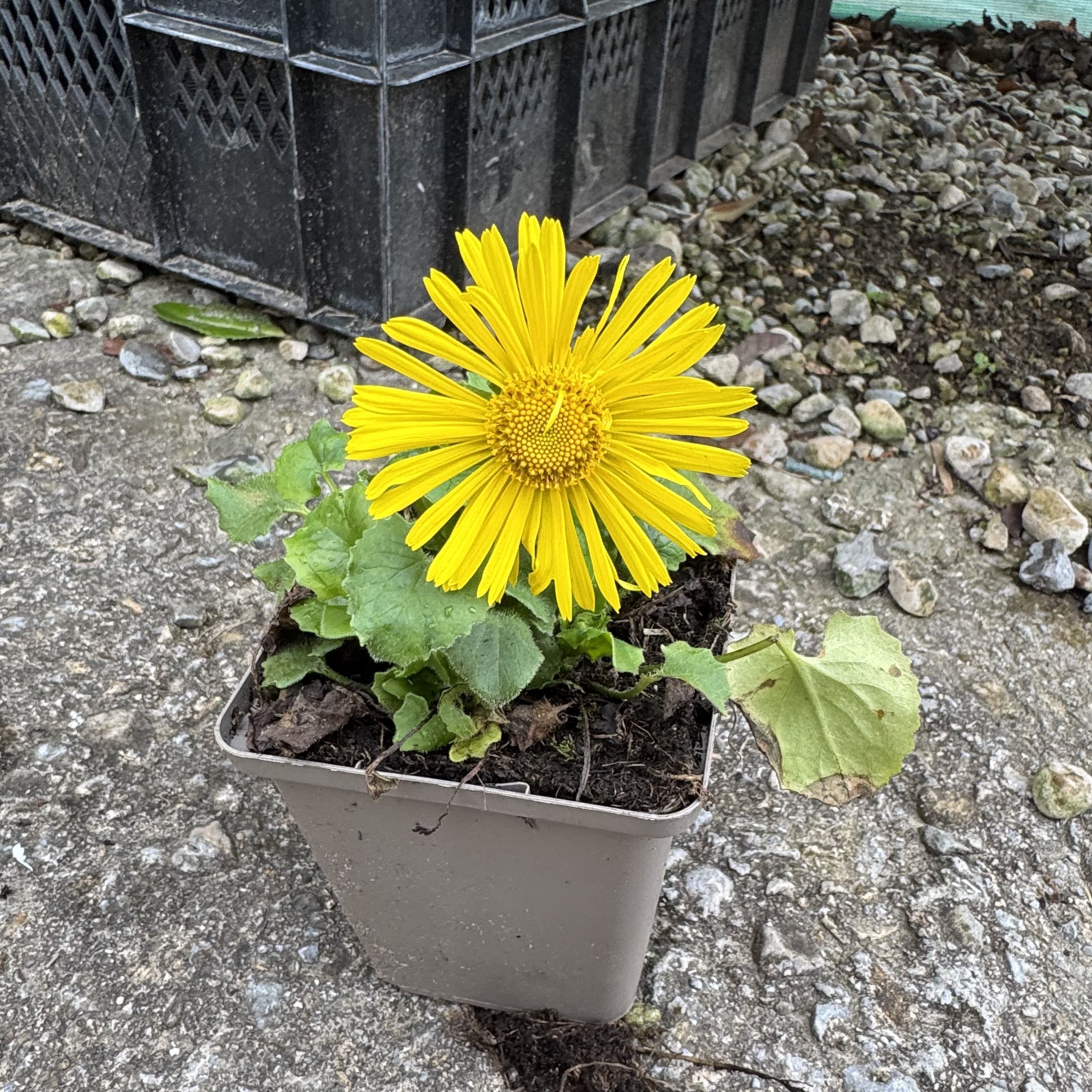 Doronicum 'Little Leo'