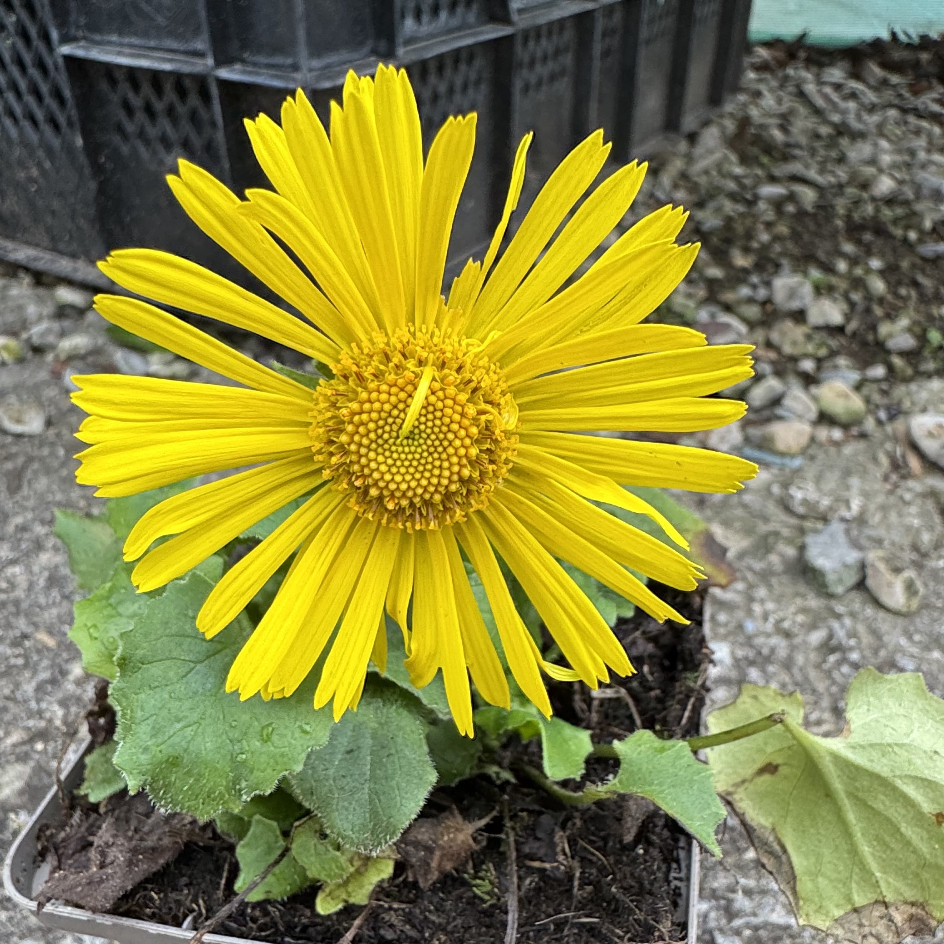 Doronicum 'Little Leo'