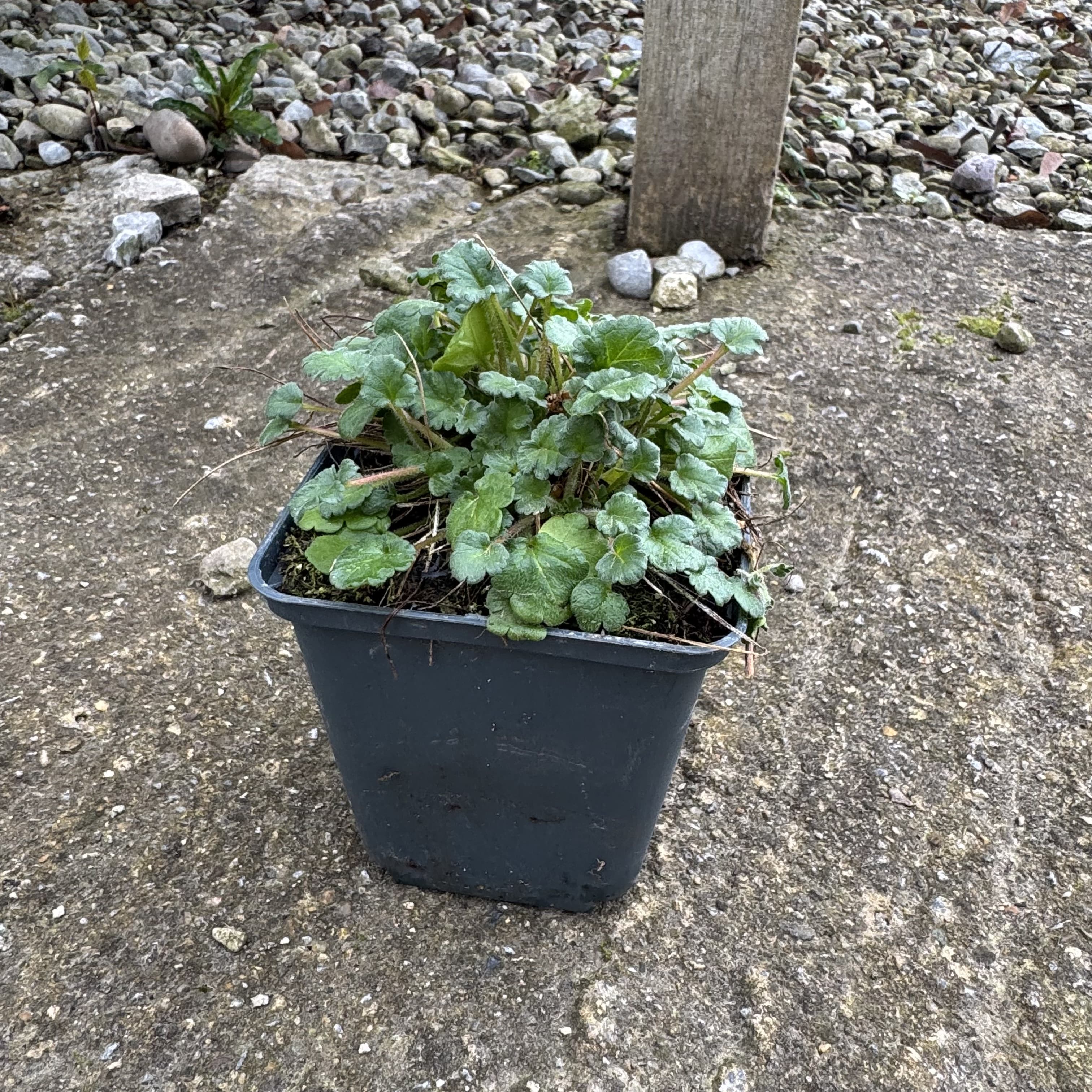 Erodium variabile 'Bishop's Form'