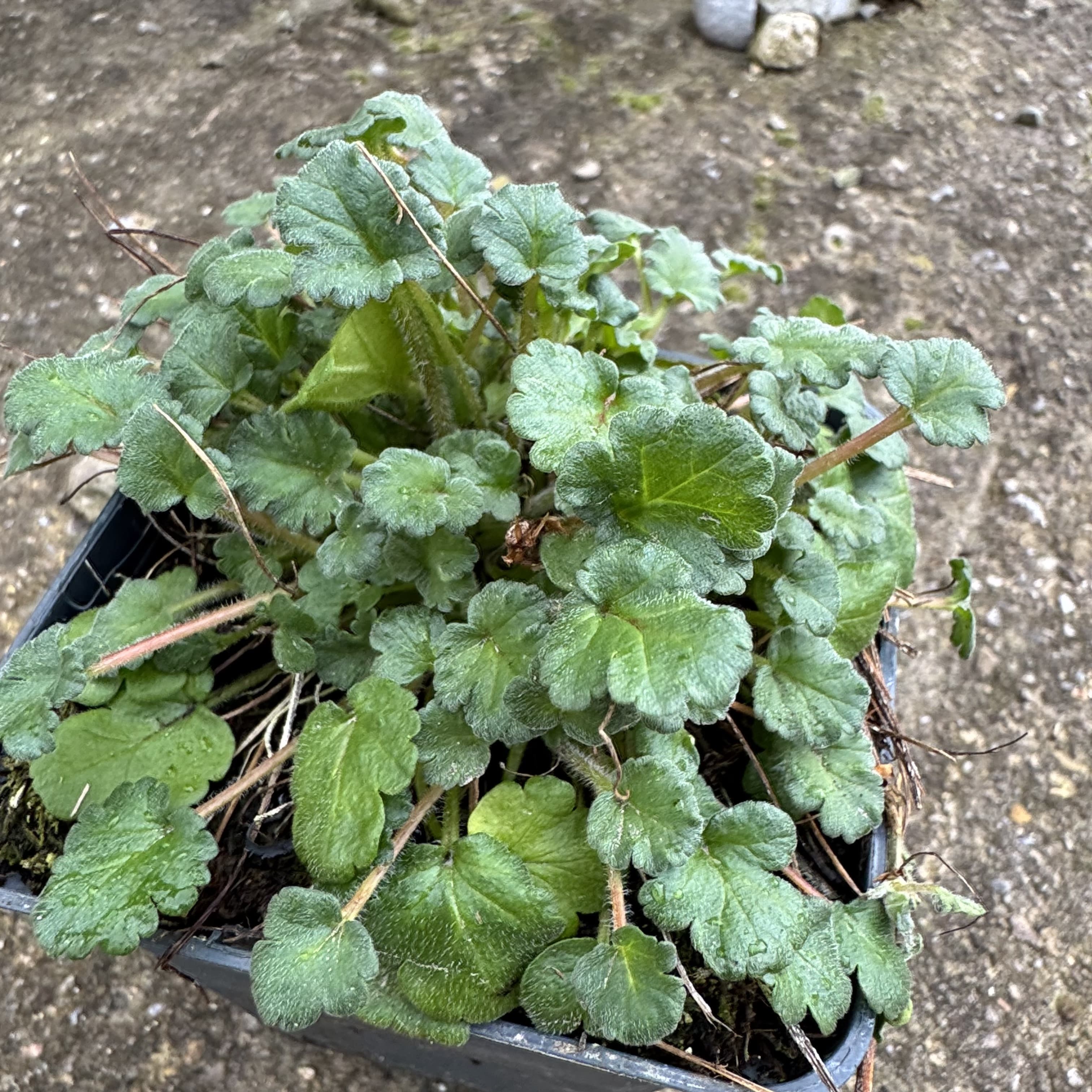 Erodium variabile 'Bishop's Form'