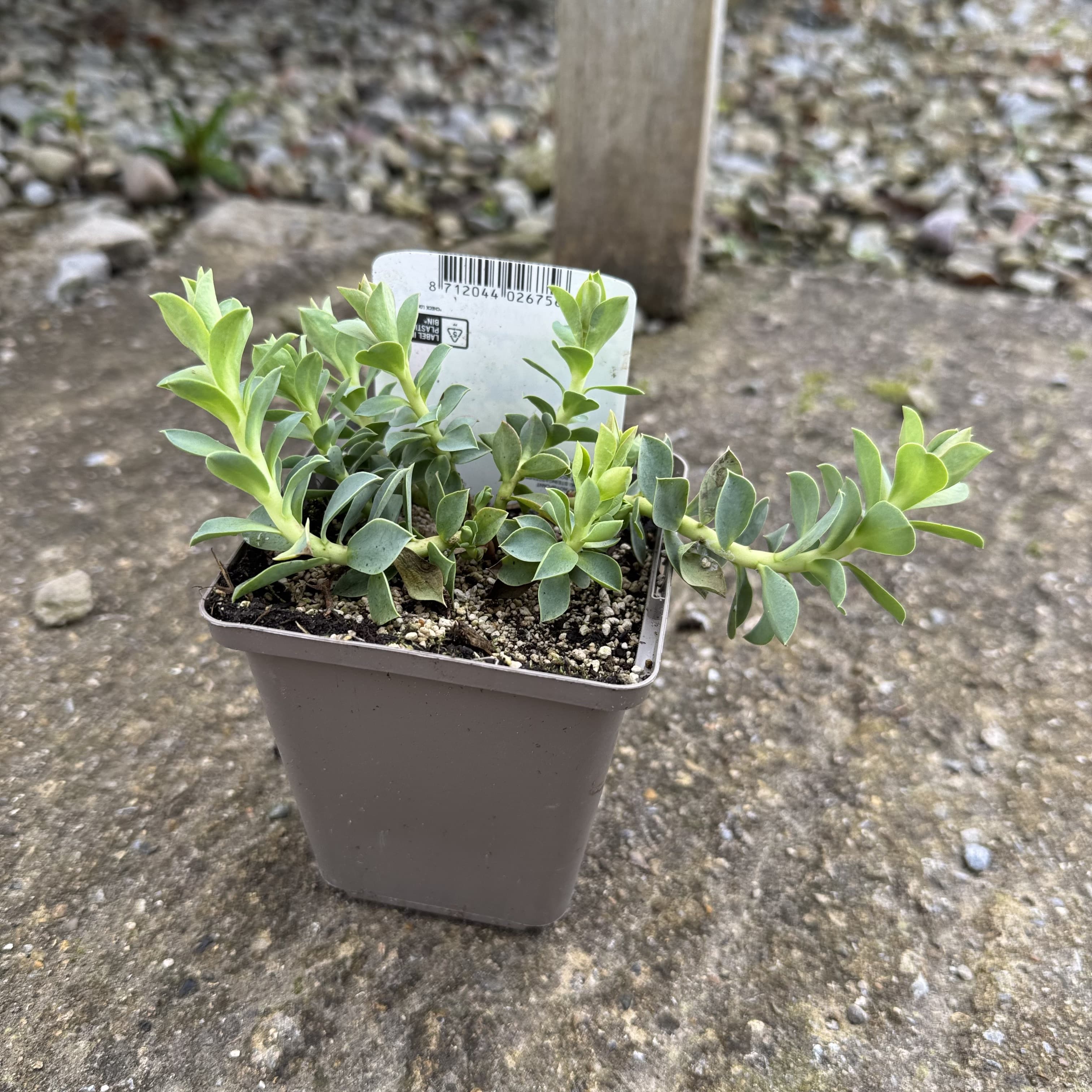 Euphorbia myrsinites