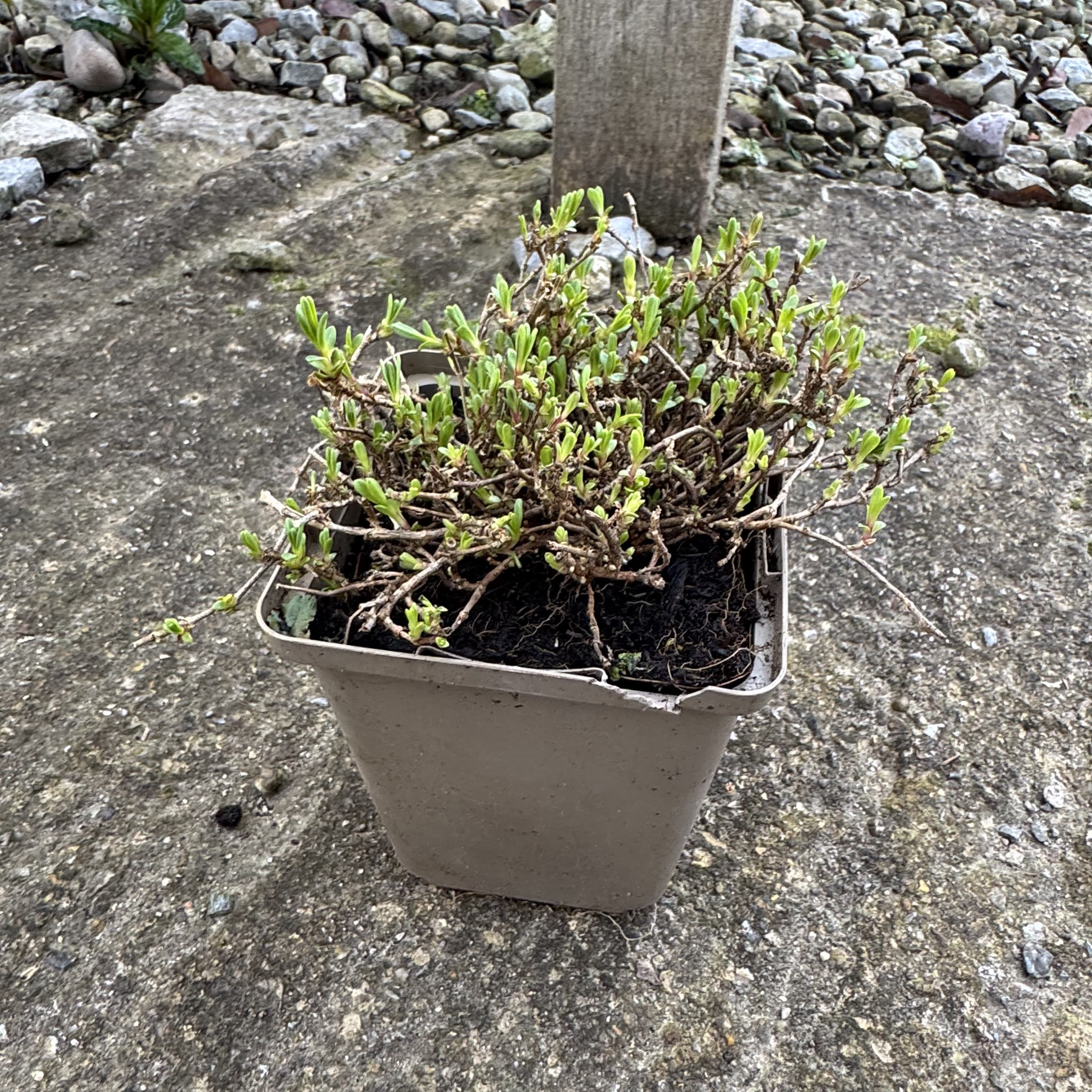 Gypsophila repens 'Alba'