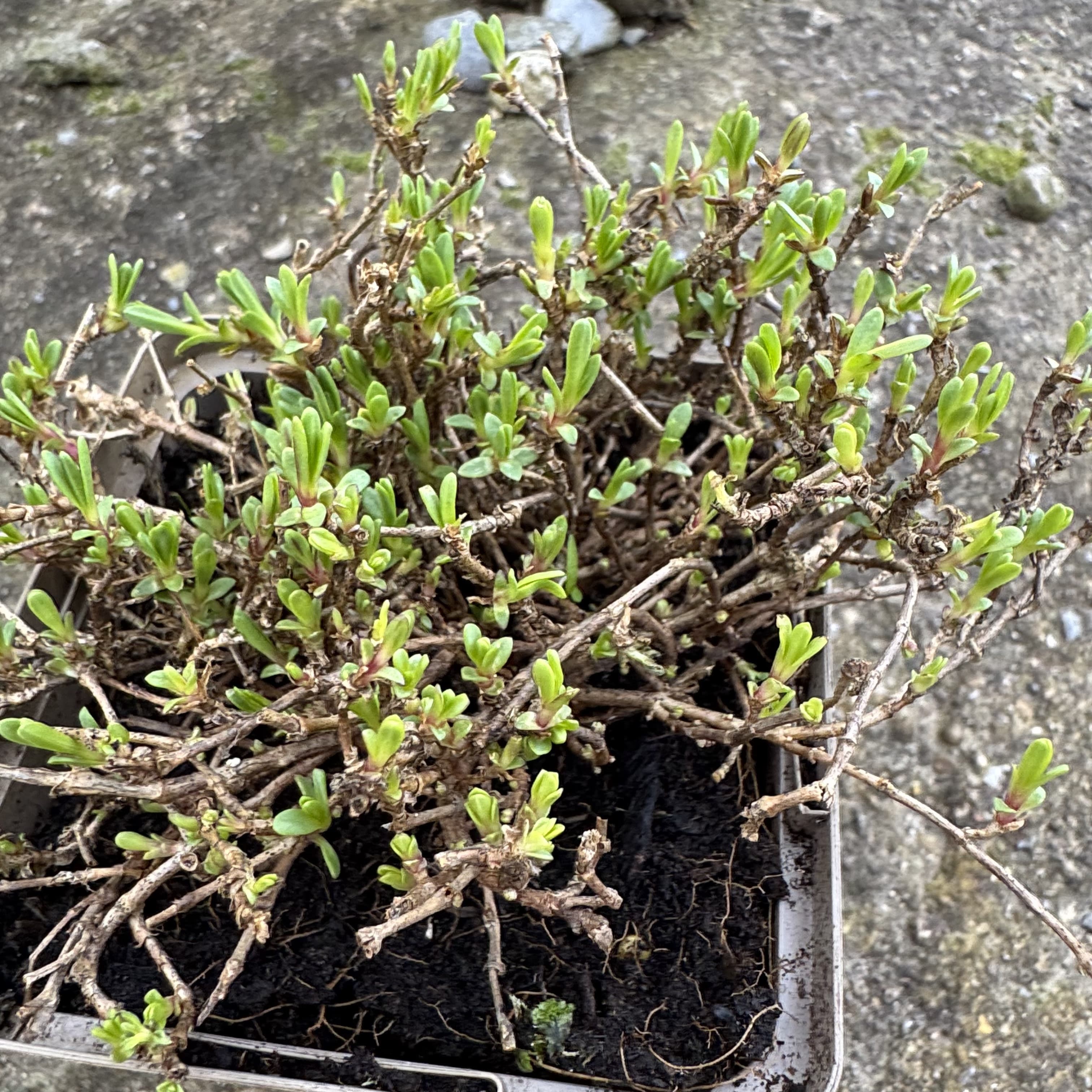Gypsophila repens 'Alba'