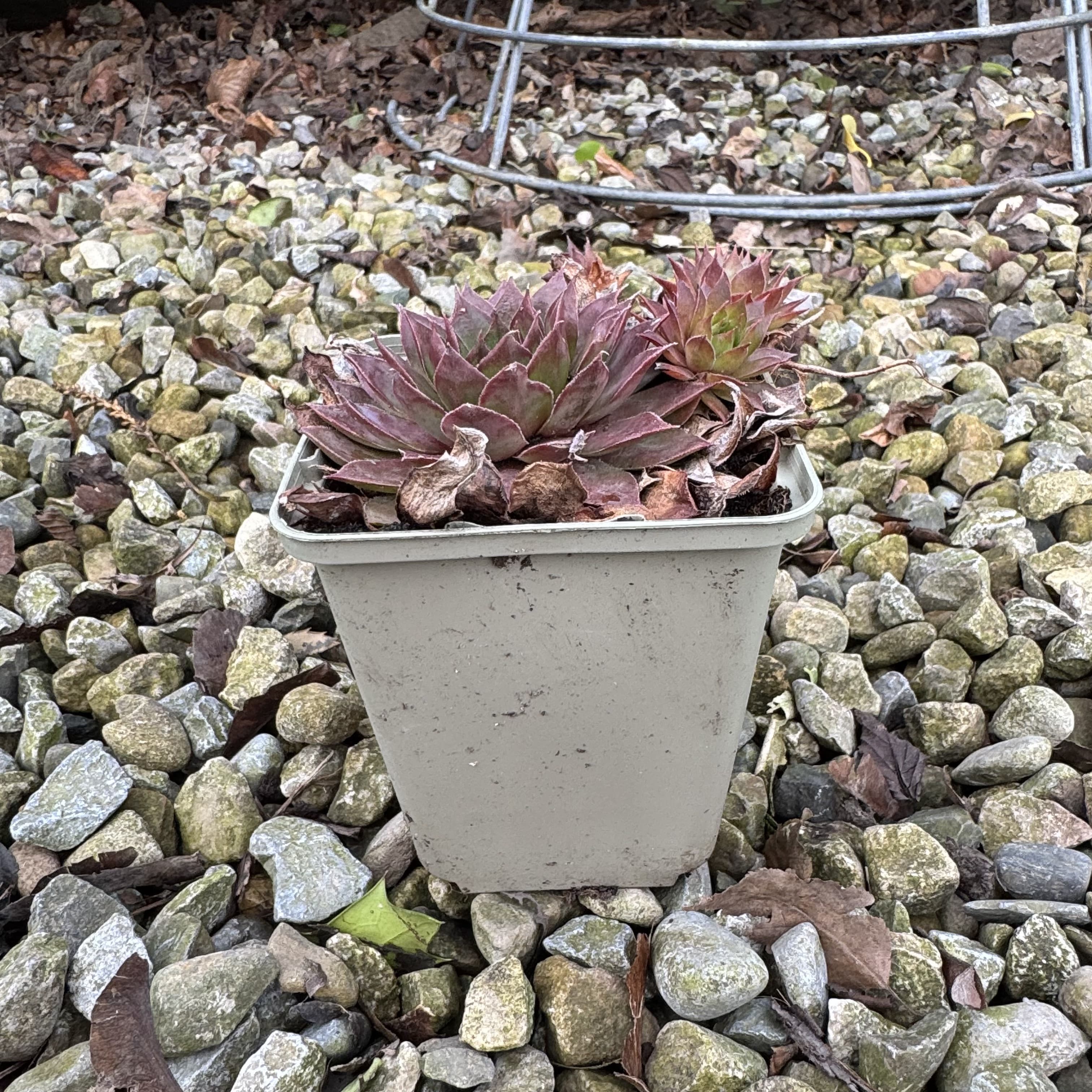 Sempervivum hybrids