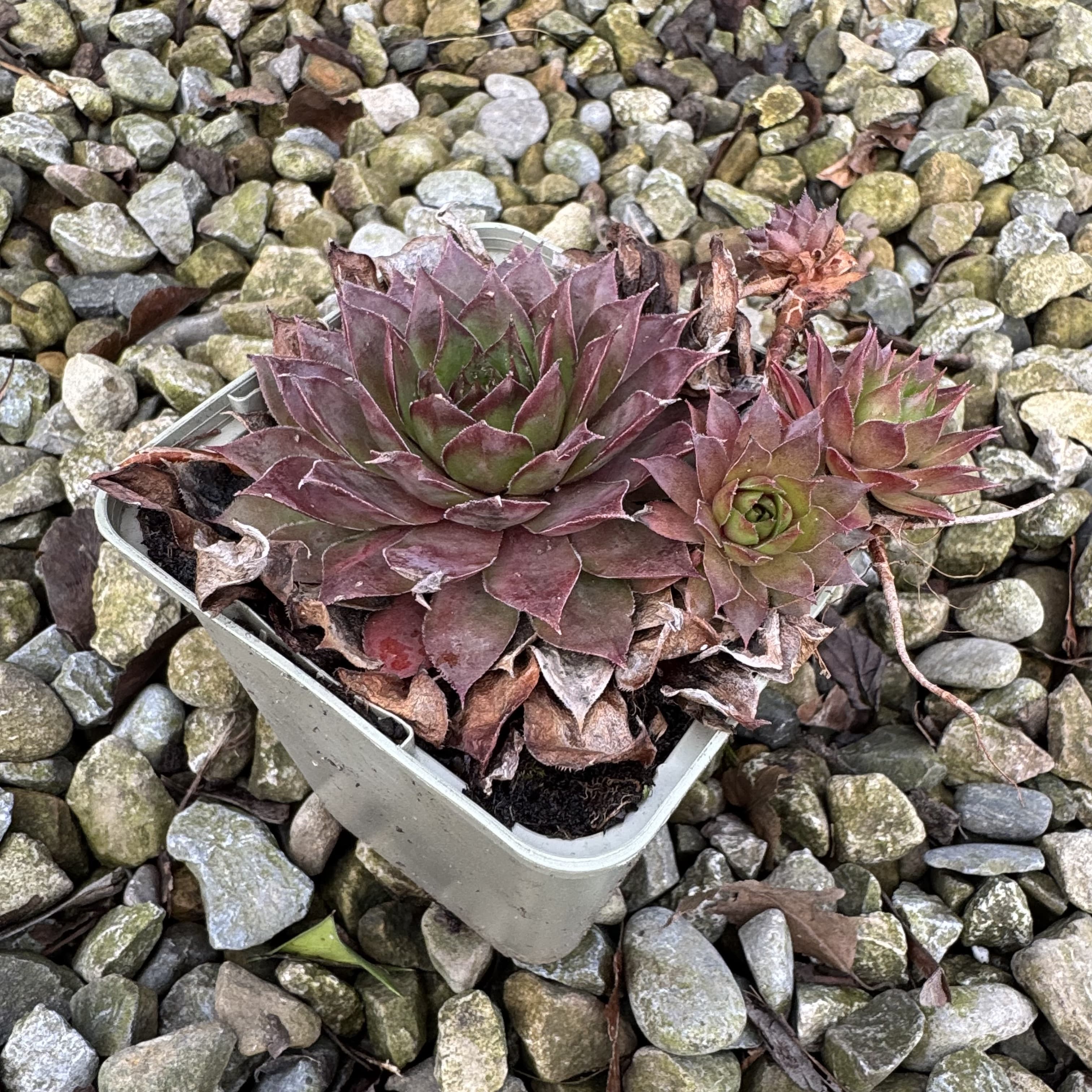 Sempervivum hybrids