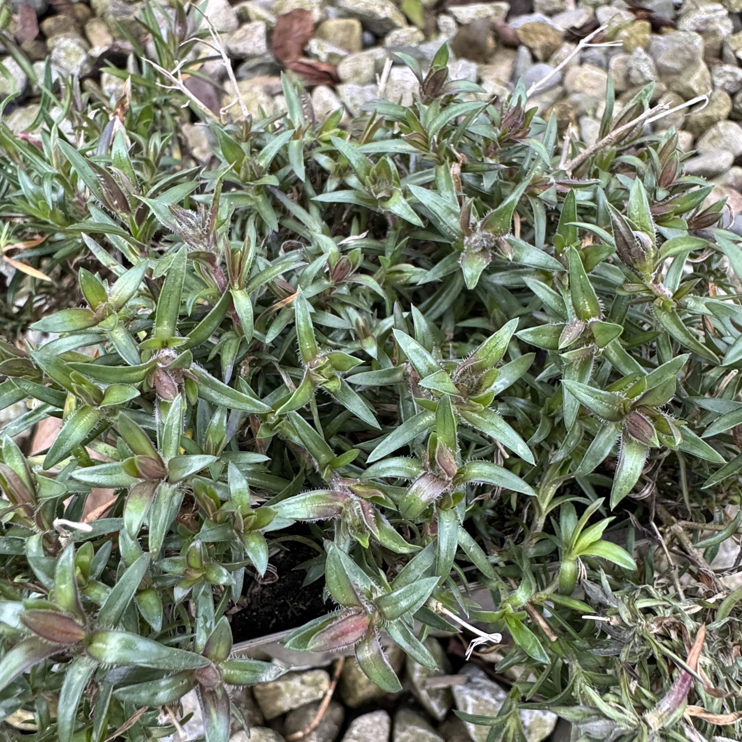 Phlox (S) 'Atropurpurea'