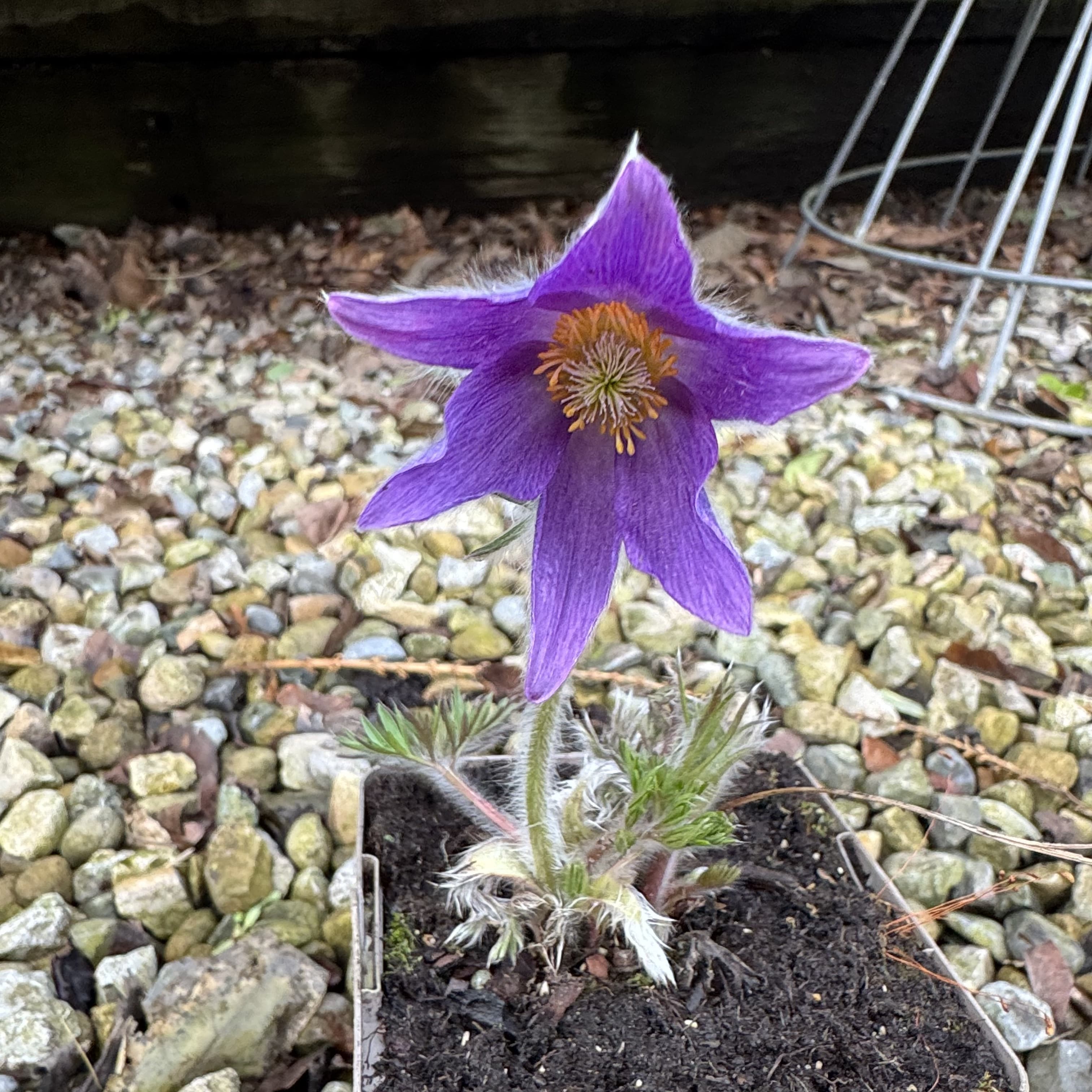 Pulsatilla vulgaris