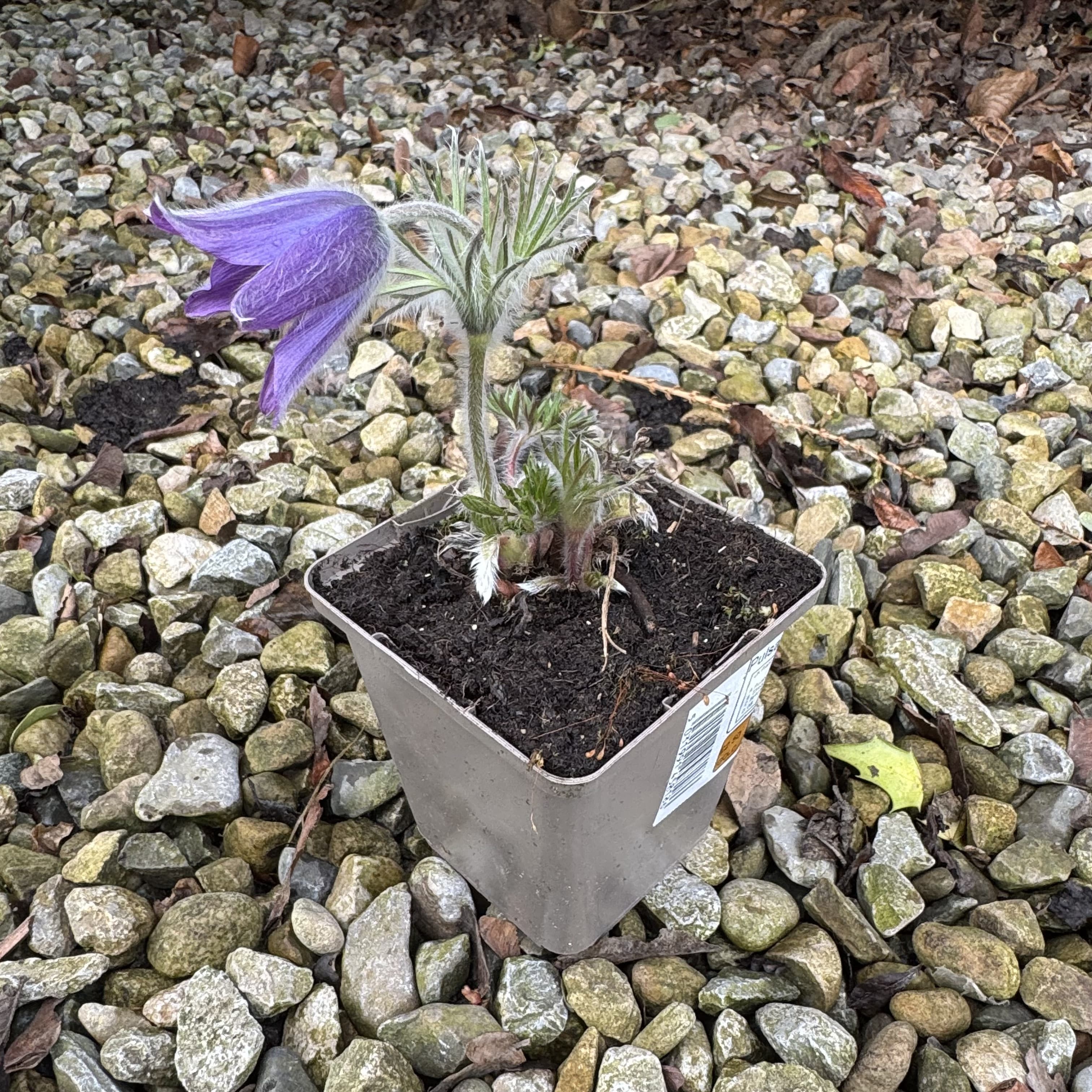 Pulsatilla vulgaris