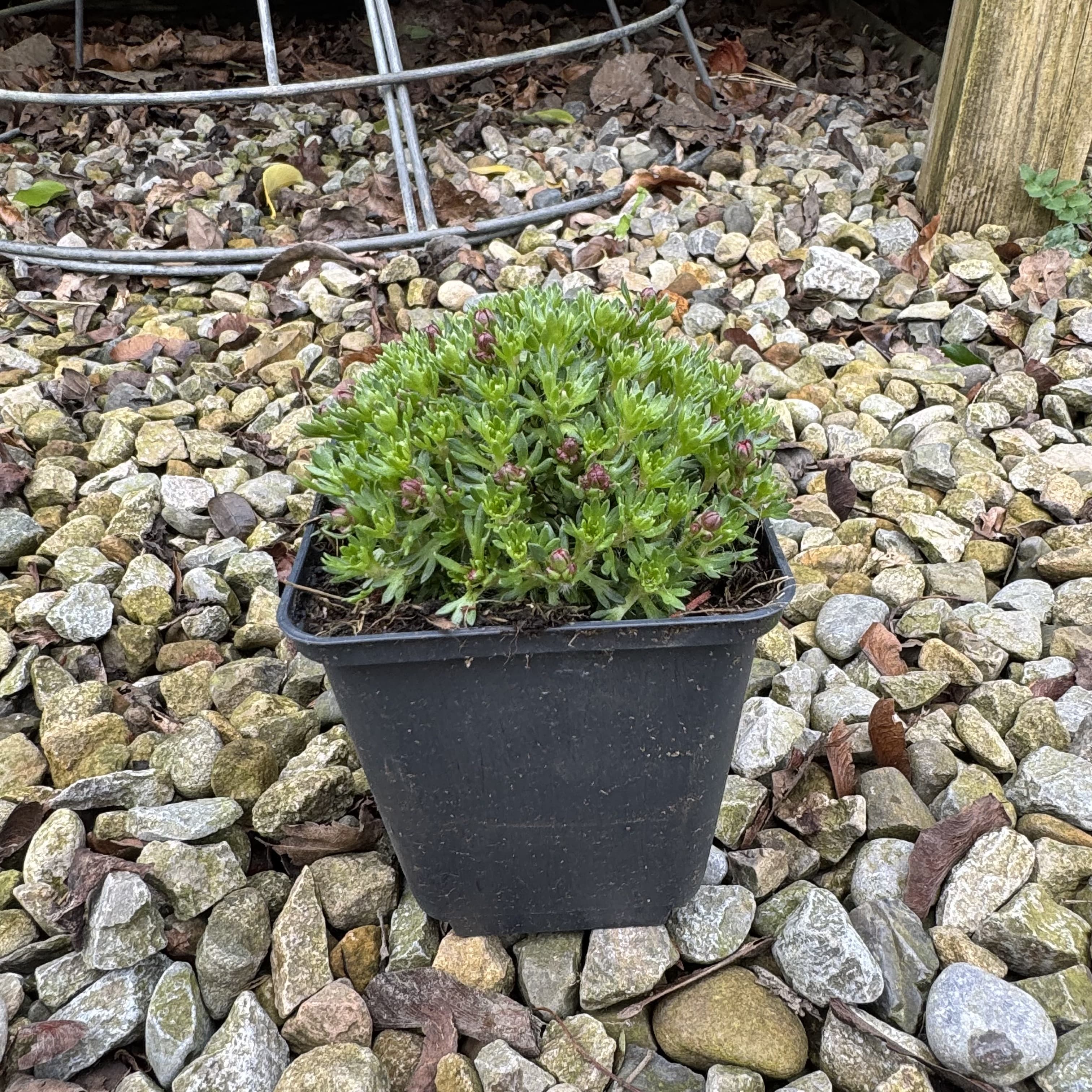 Saxifraga 'Red Pixie'