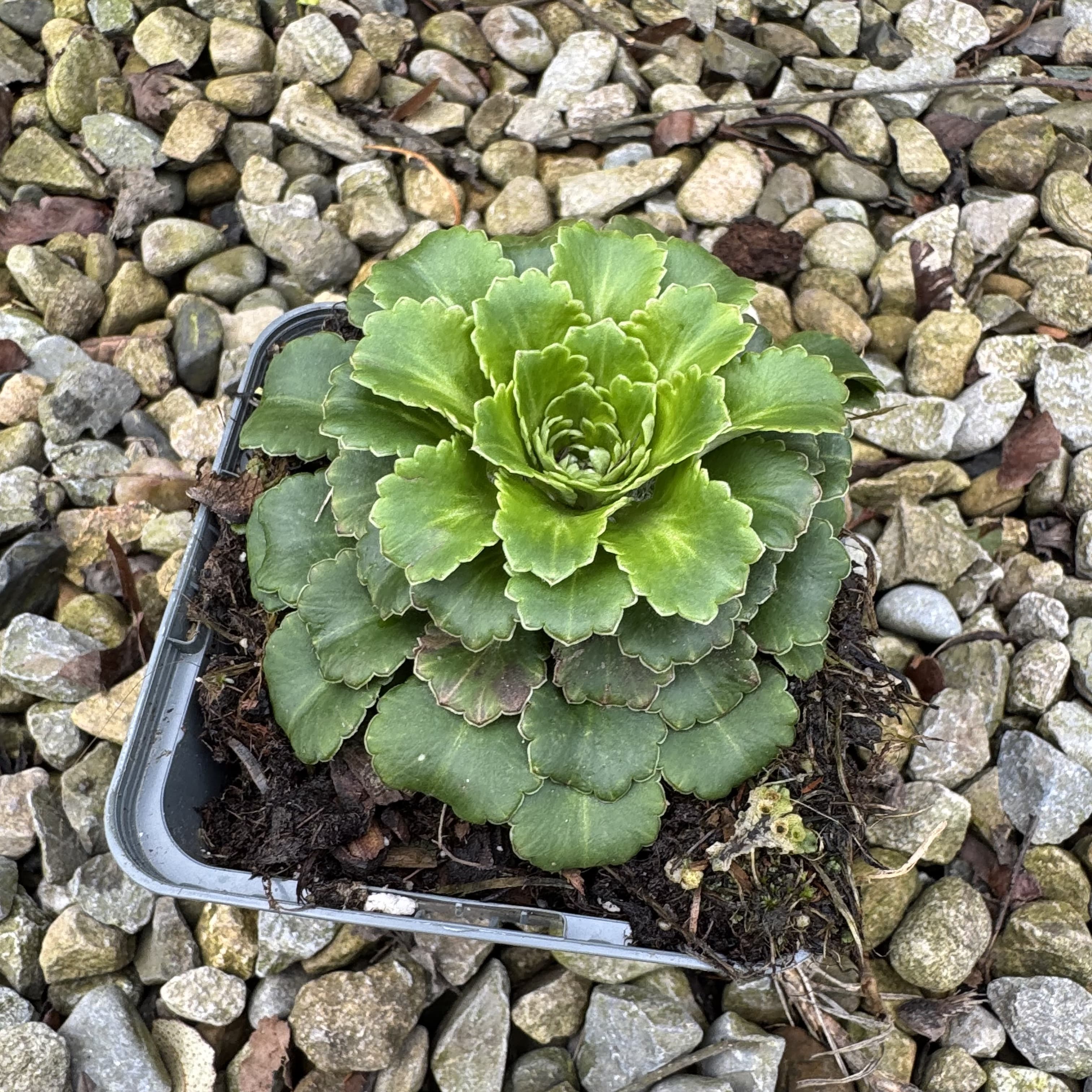 Saxifraga × urbium