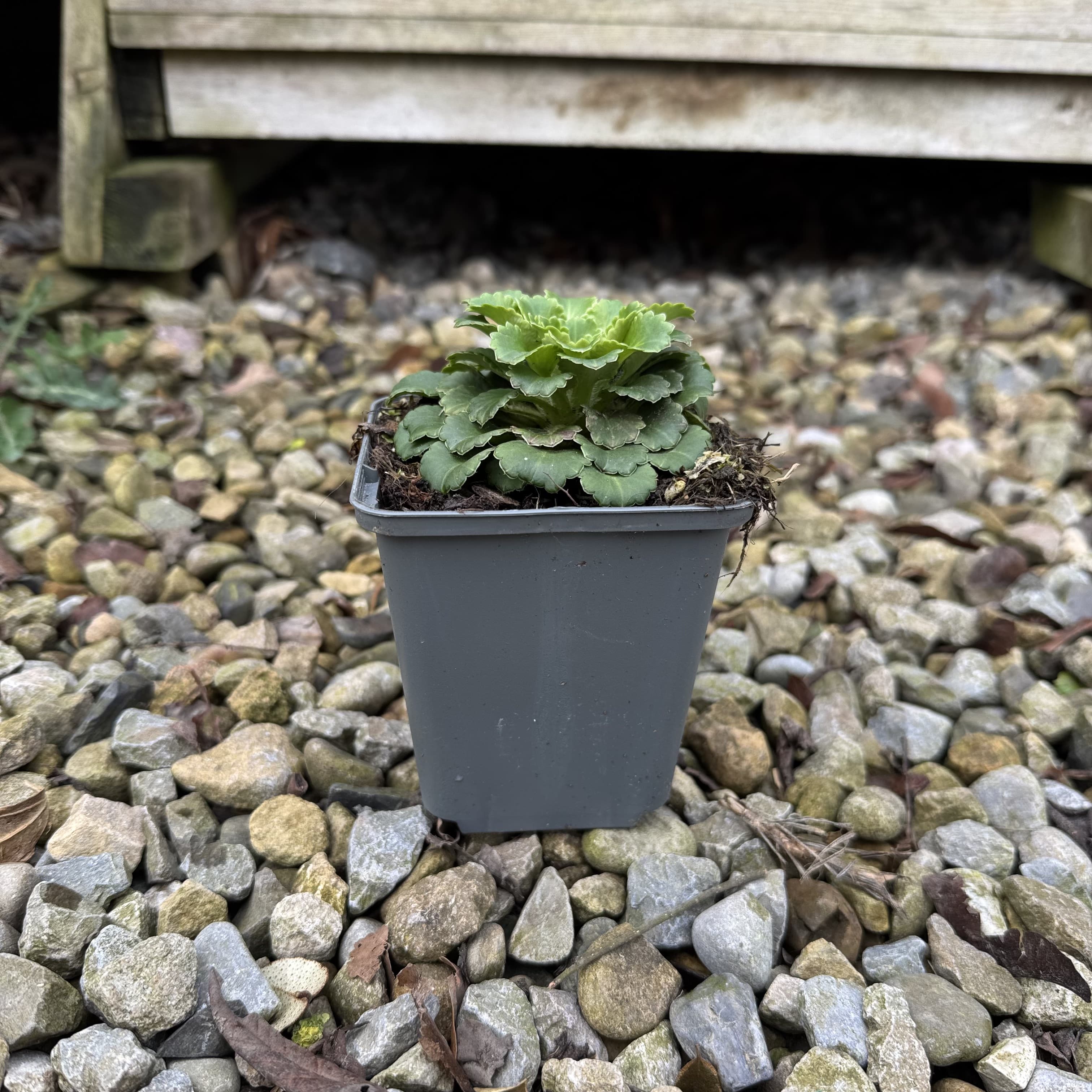 Saxifraga × urbium