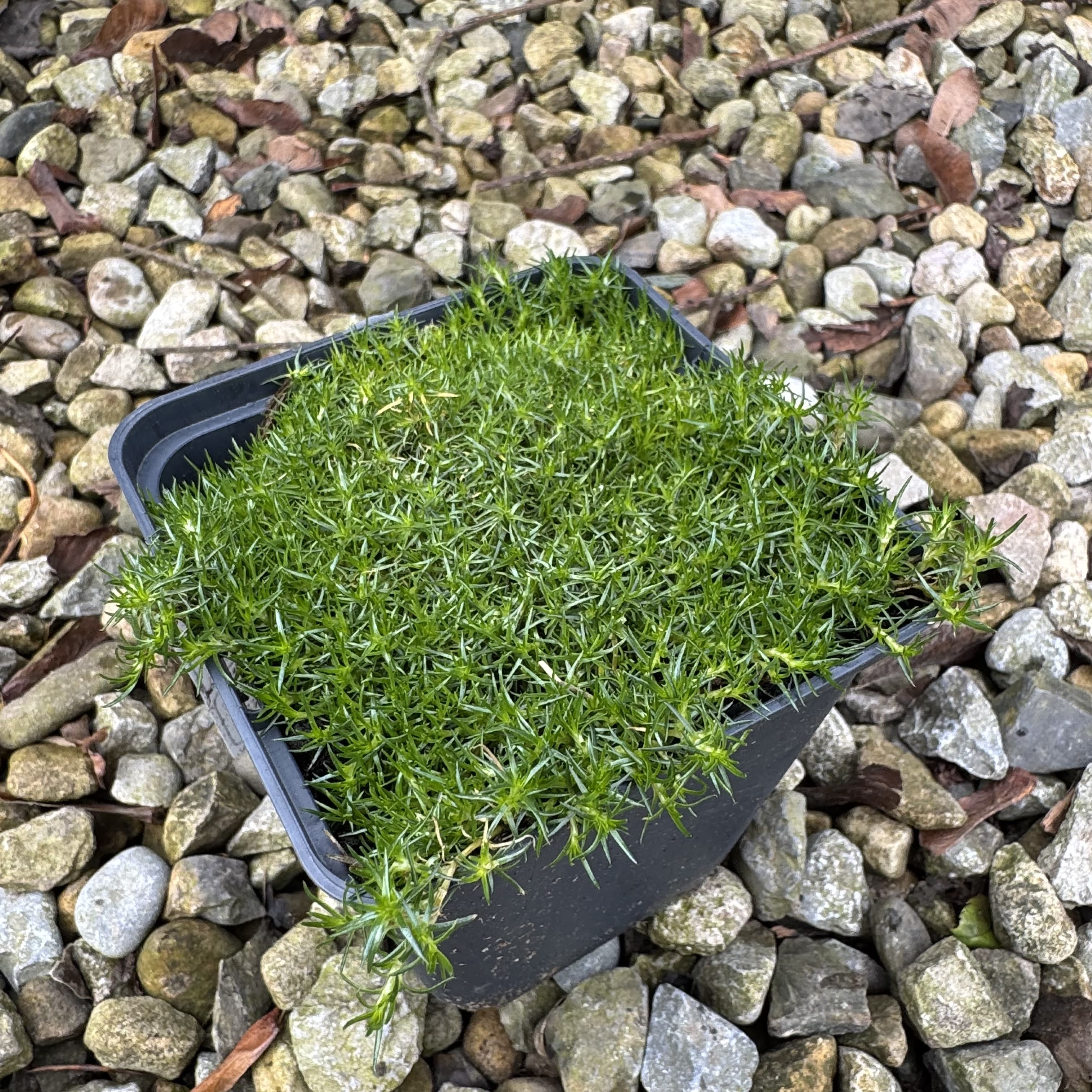 Sagina subulata