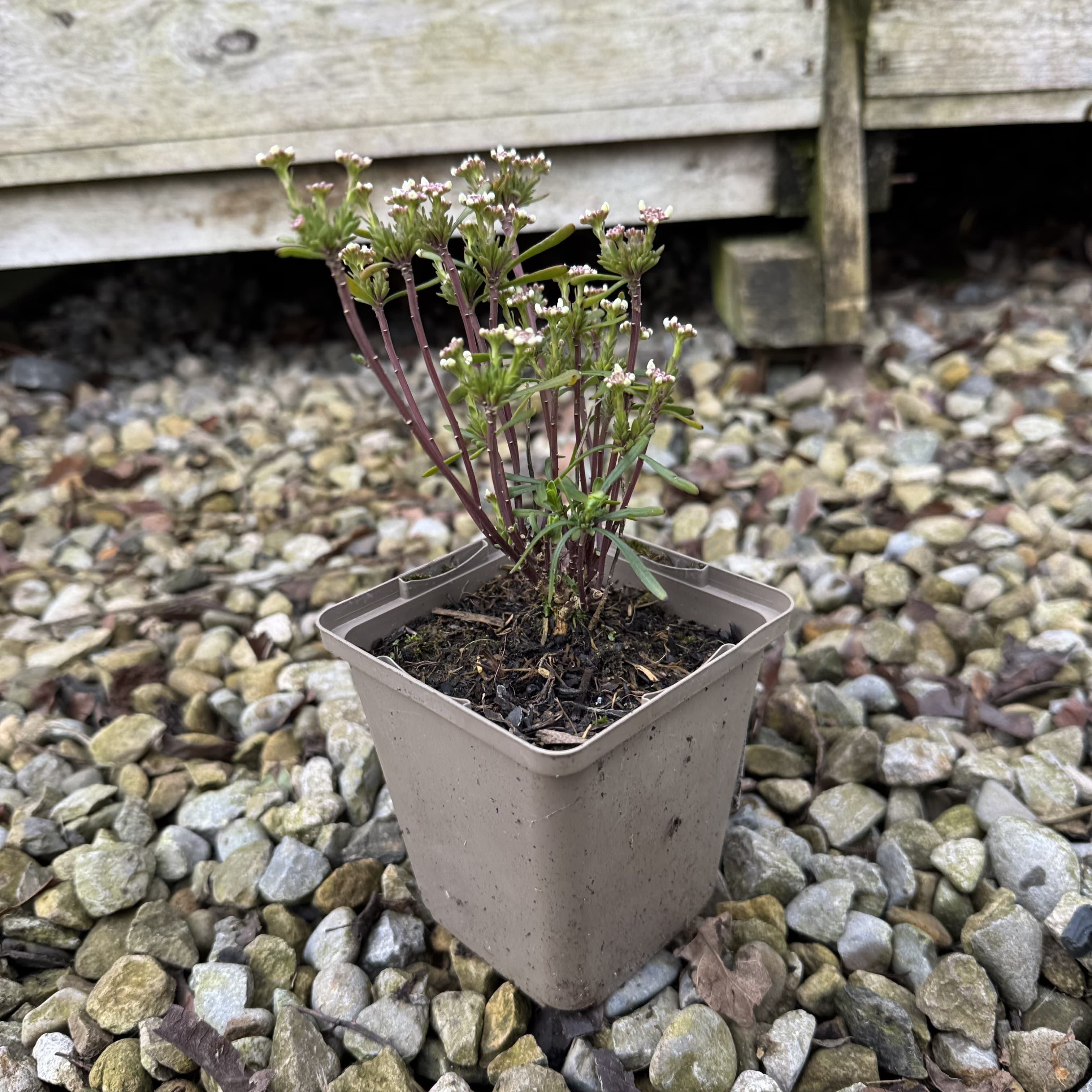 Iberis semp. 'Fischbeck'