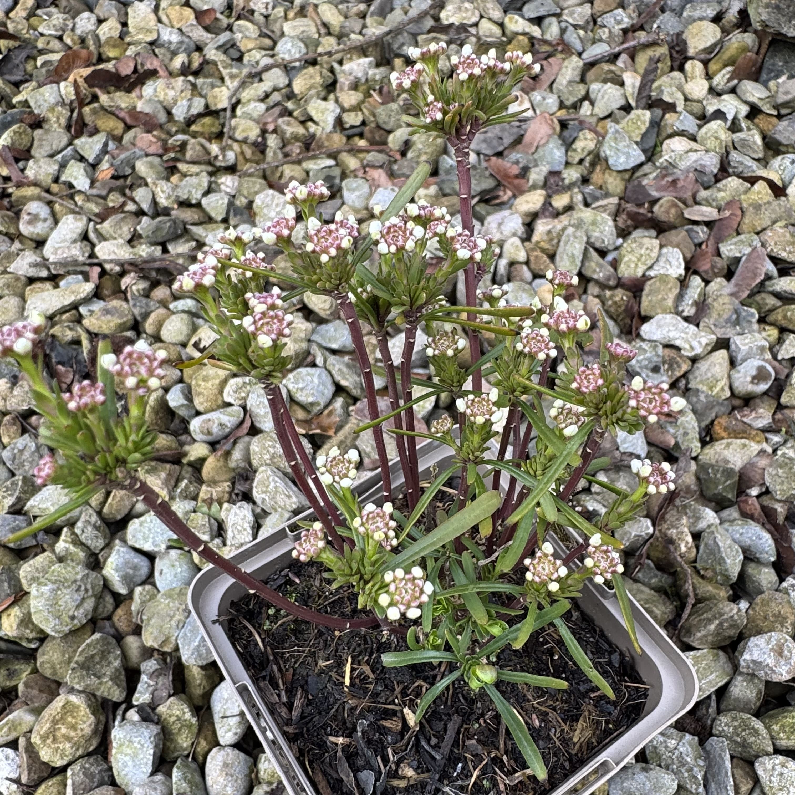Iberis semp. 'Fischbeck'