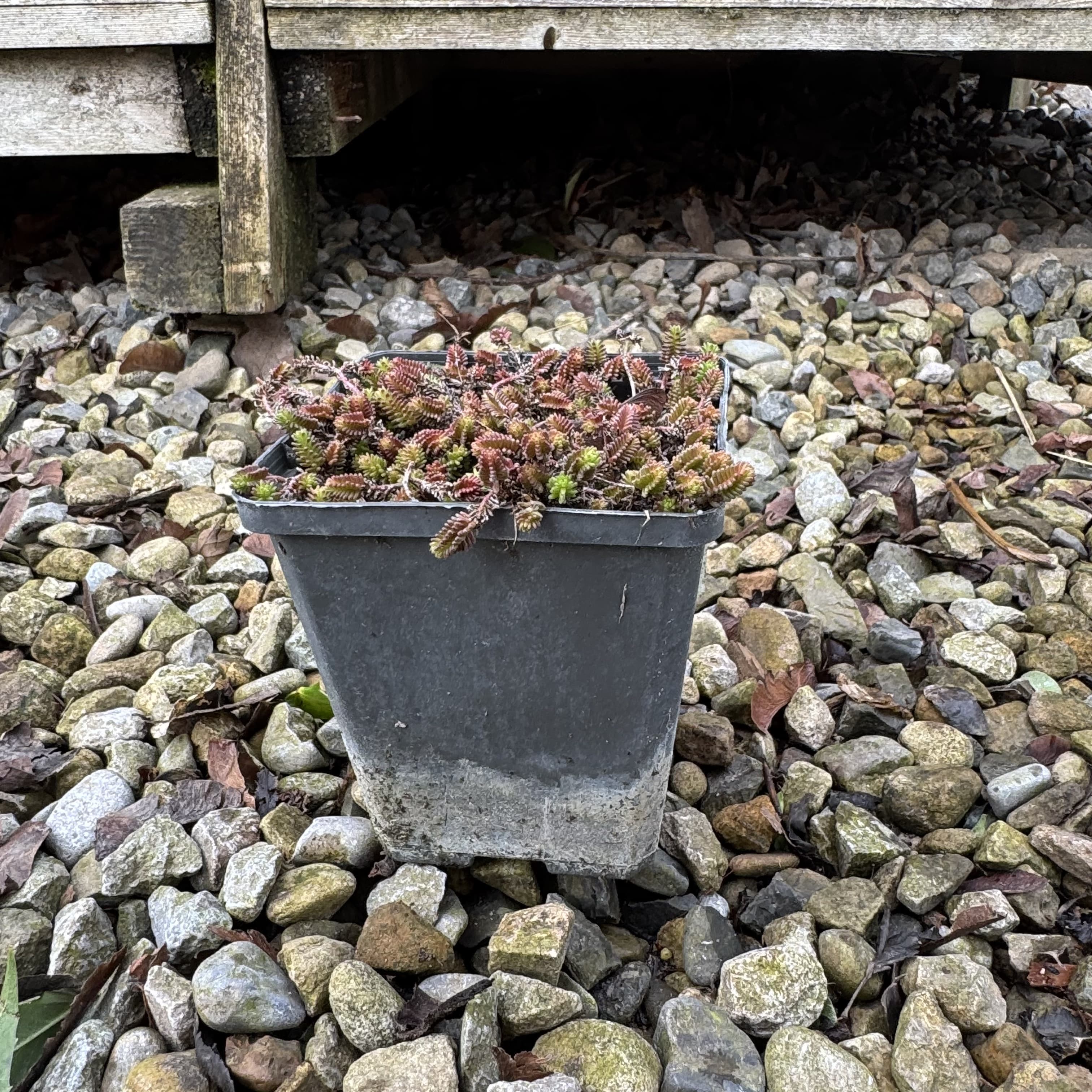 Sedum sexangulare