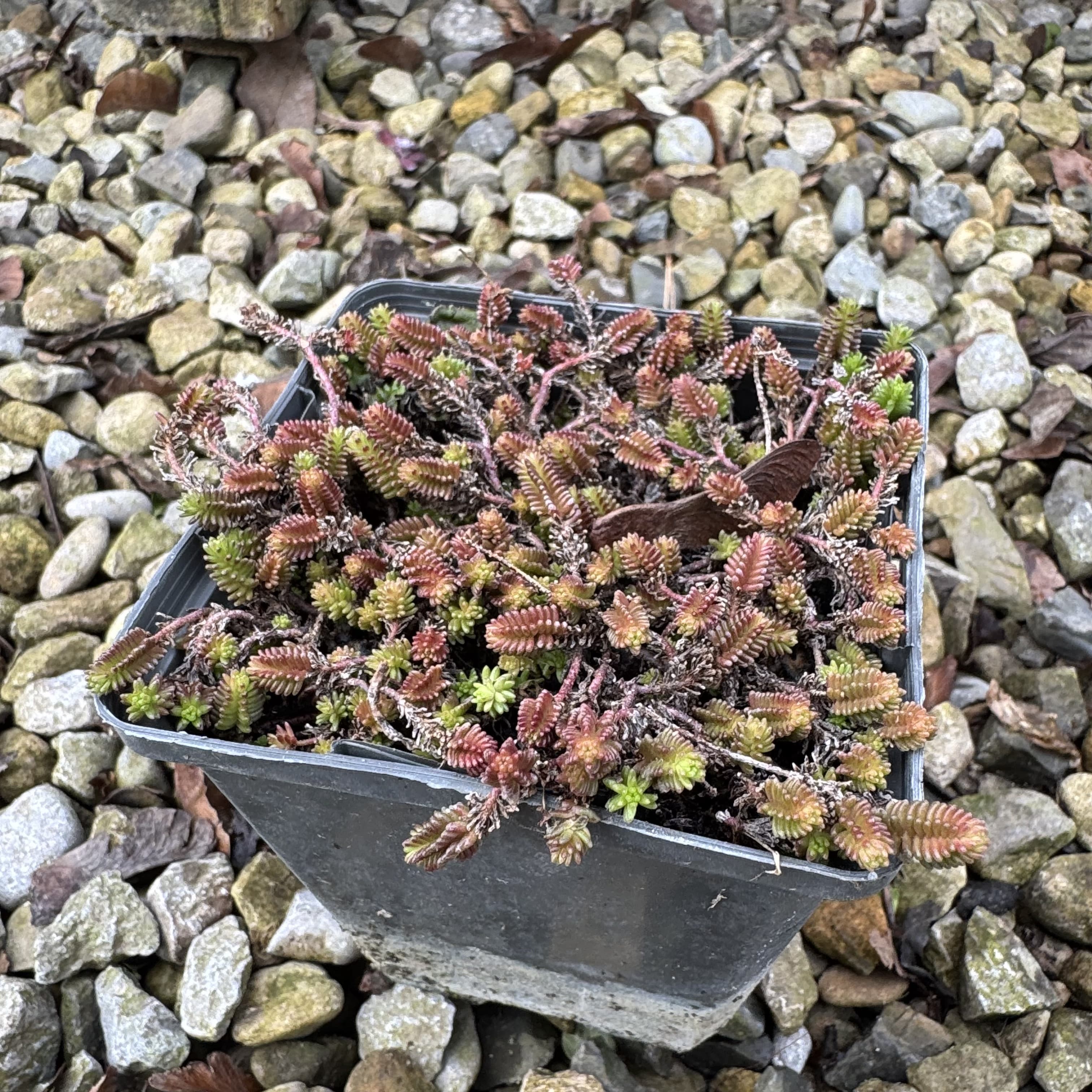 Sedum sexangulare