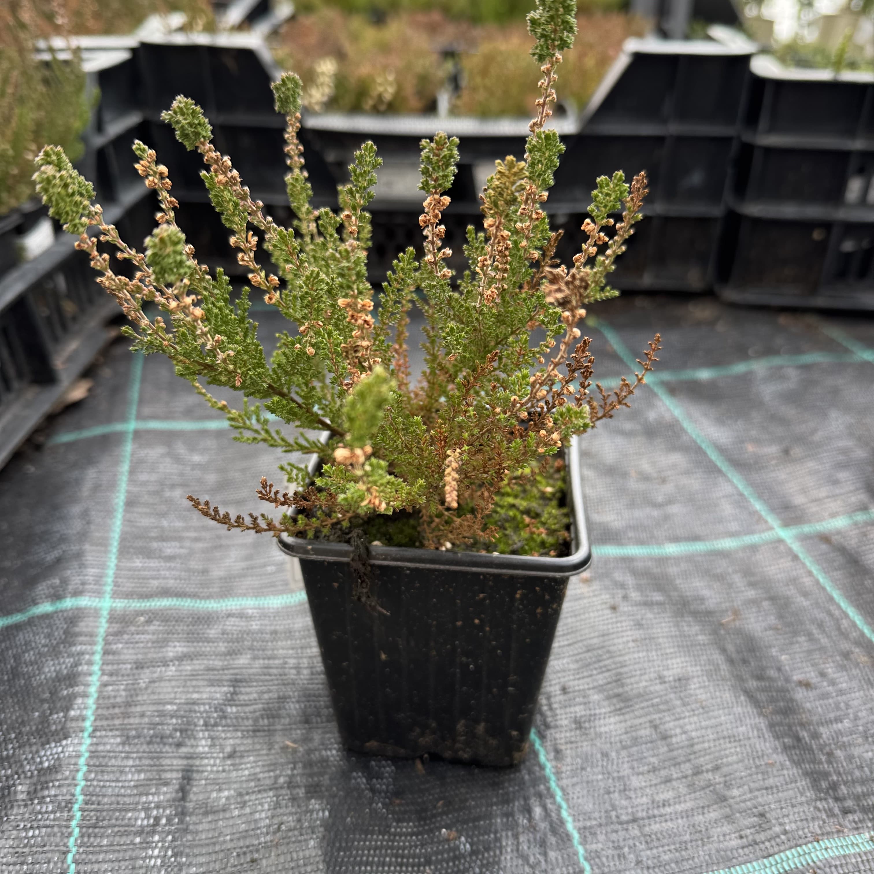 Calluna vulg. 'Darkness'