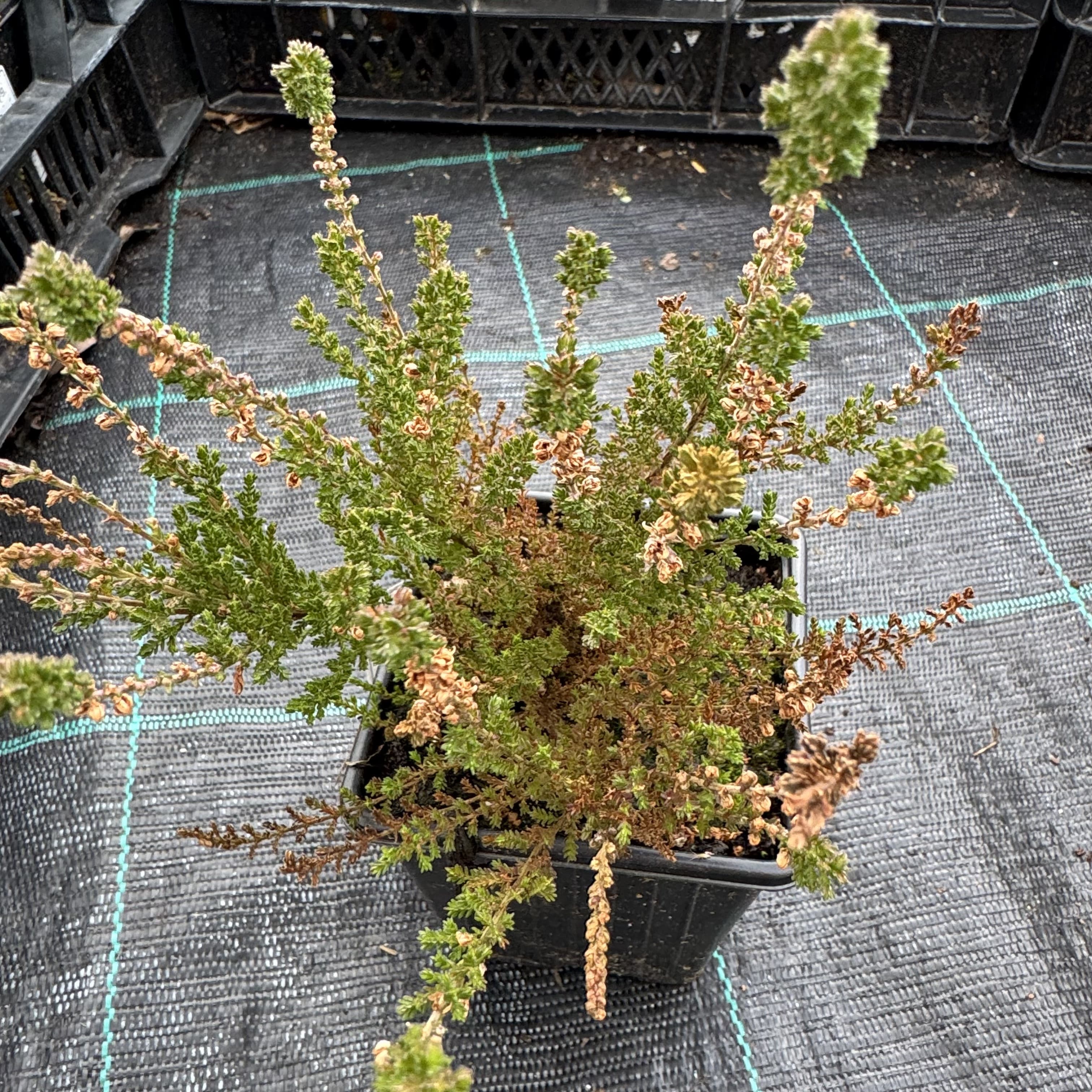 Calluna vulg. 'Darkness'