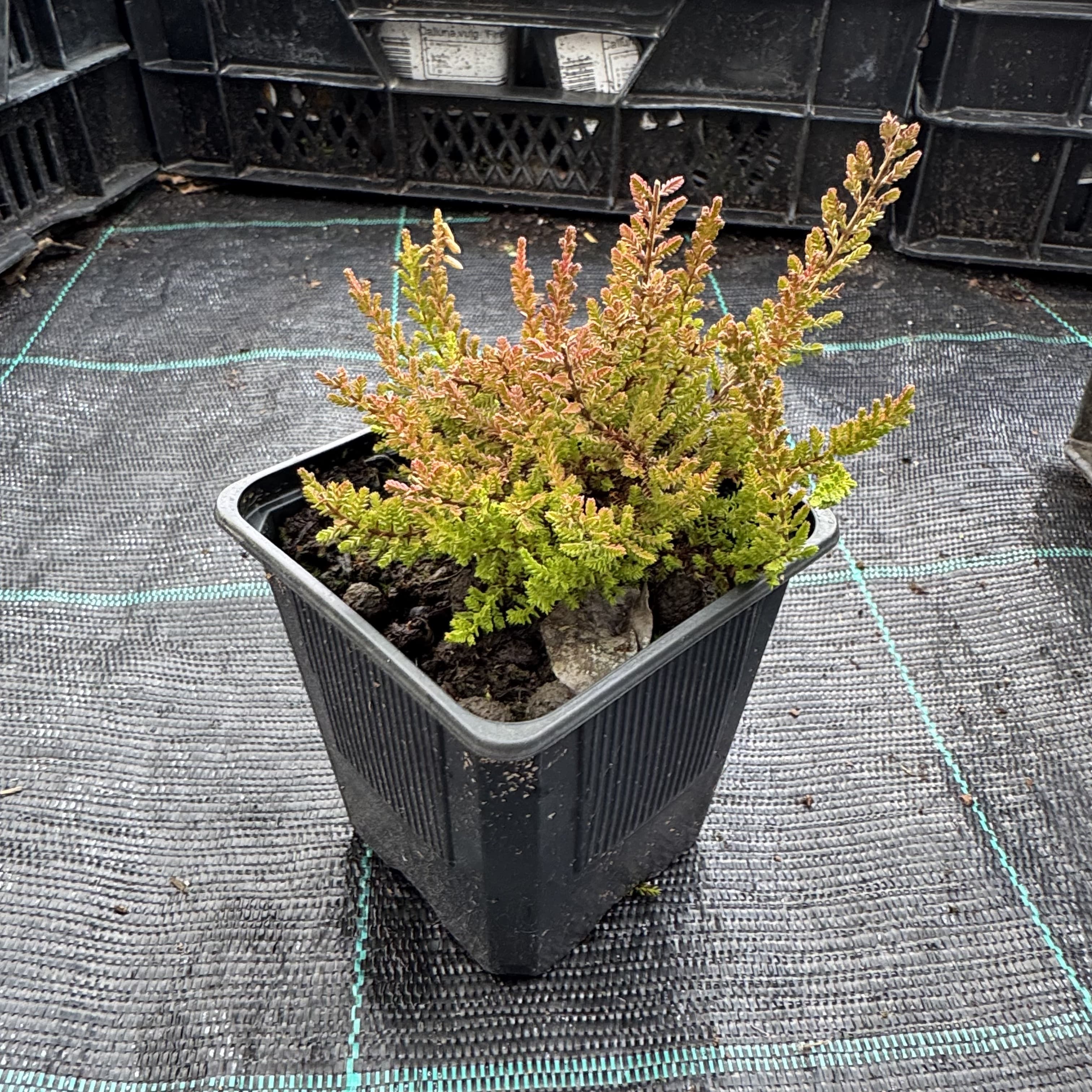 Calluna vulg. 'Firefly'