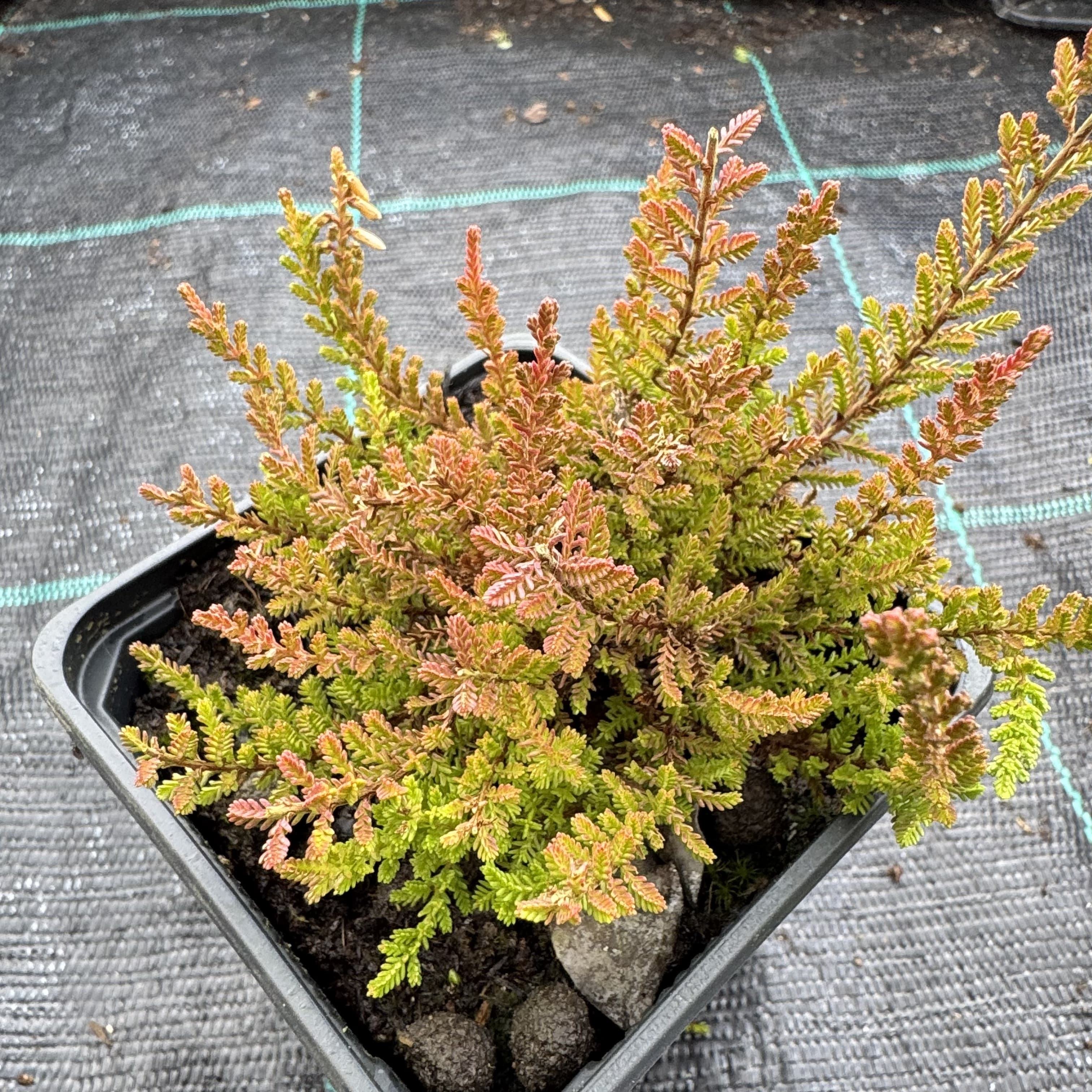 Calluna vulg. 'Firefly'