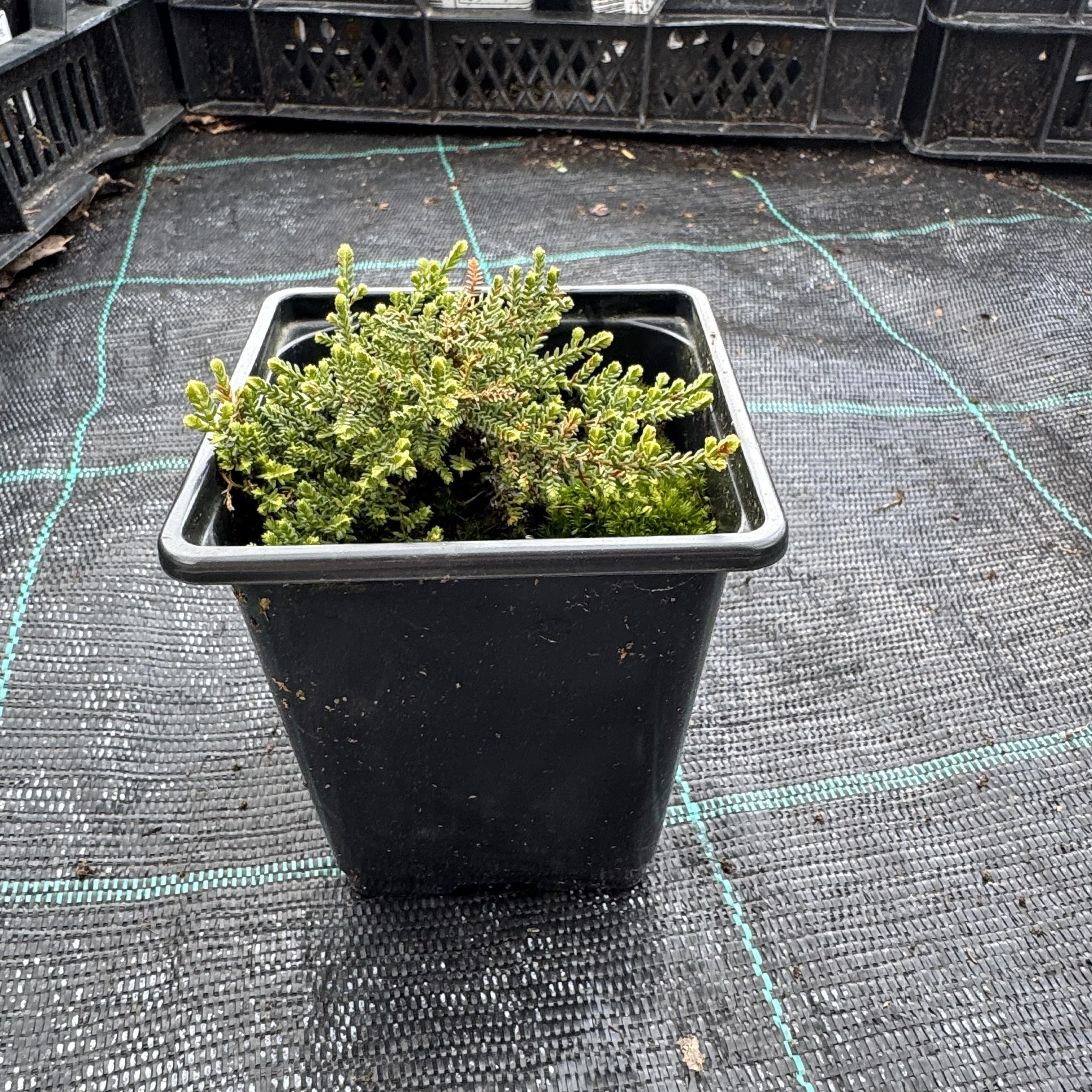 Calluna vulg. 'Silver Knight'