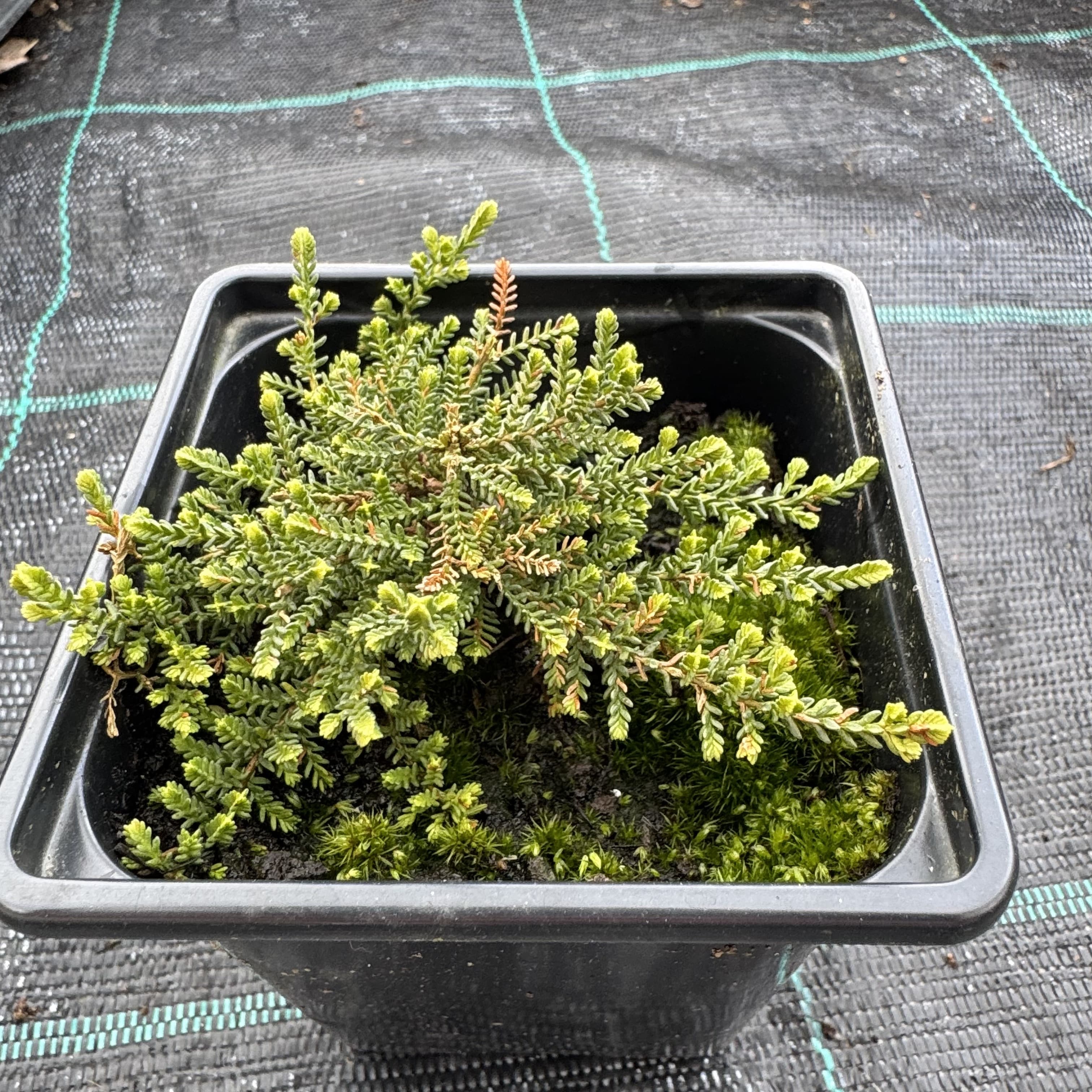 Calluna vulg. 'Silver Knight'