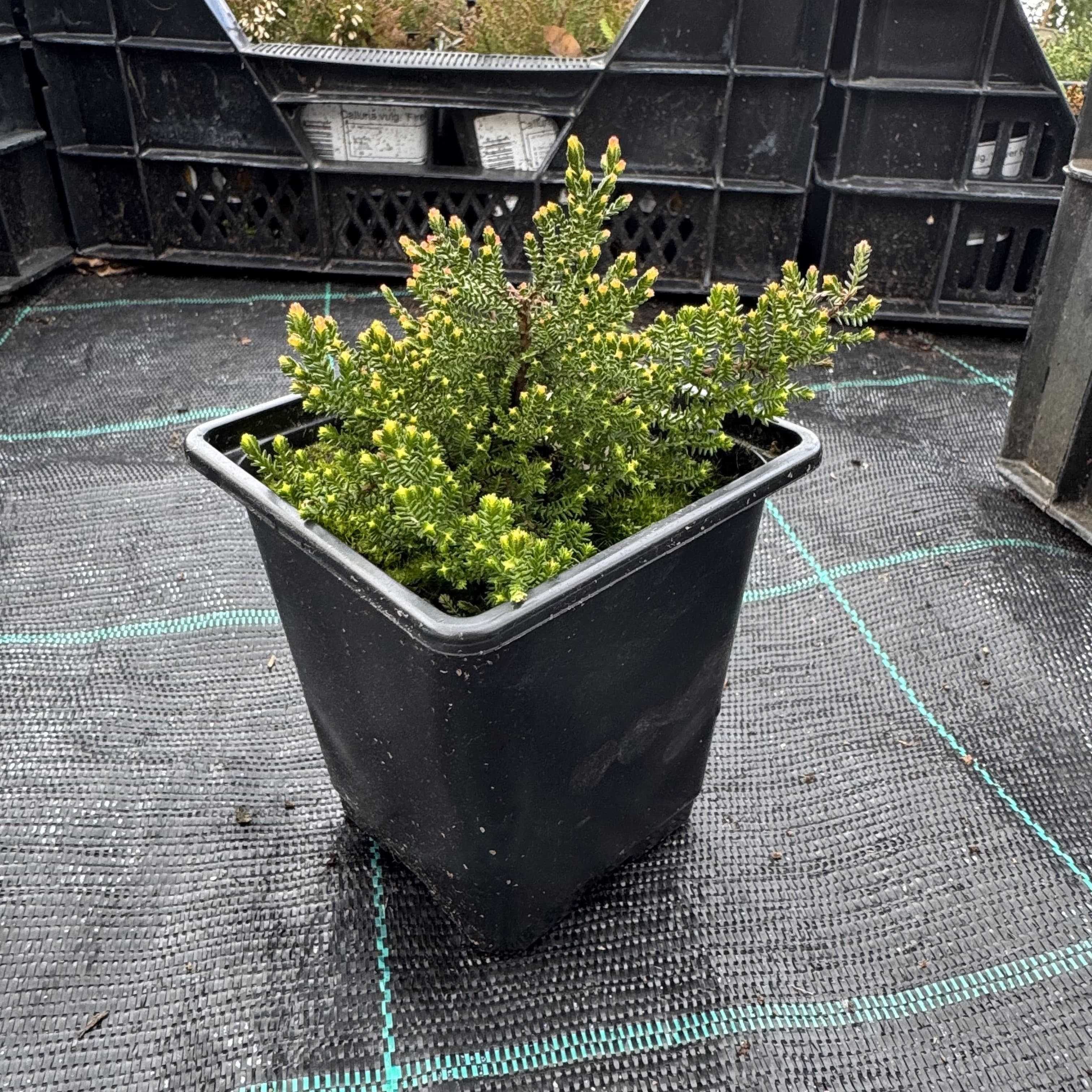 Calluna vulg. 'Spring Torch'