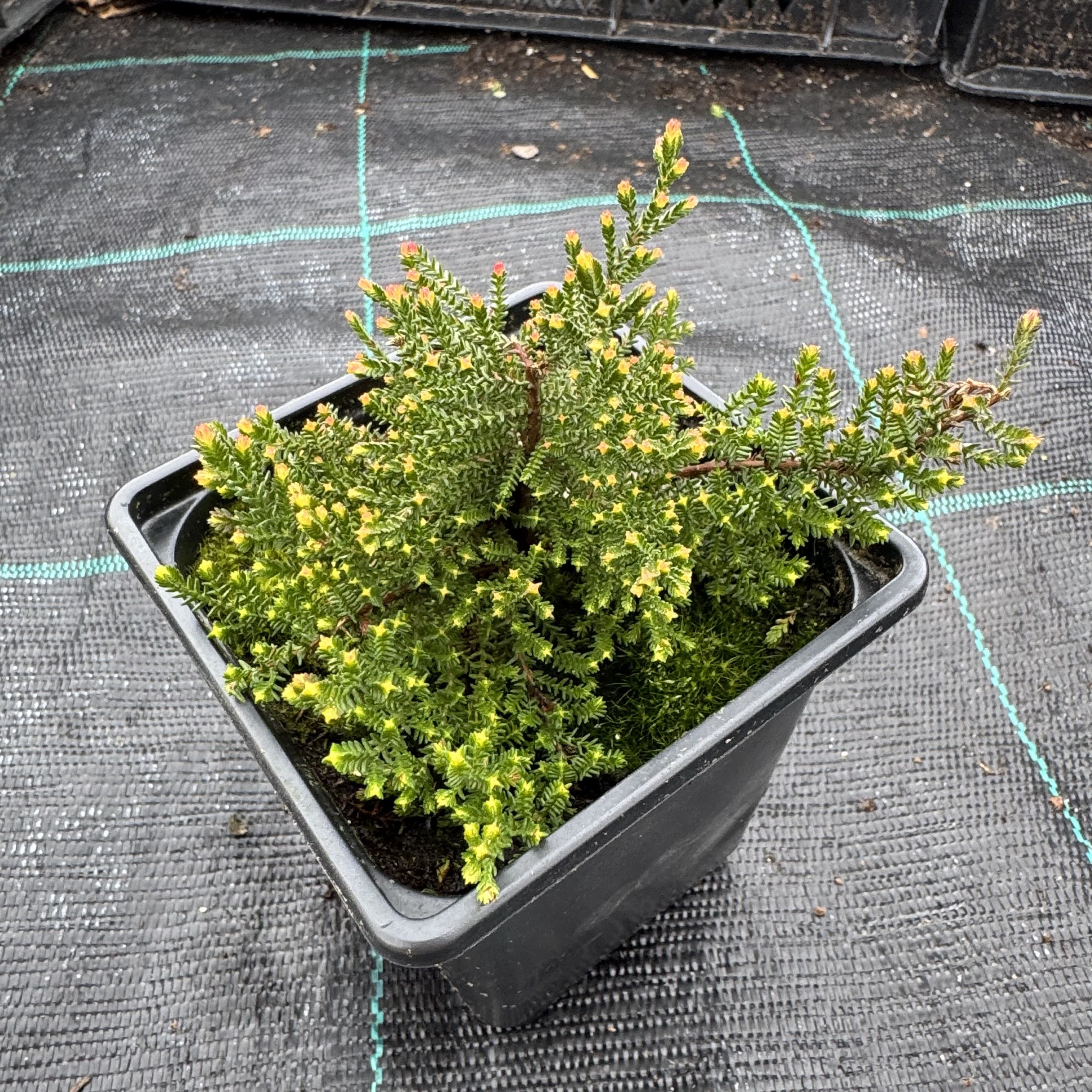Calluna vulg. 'Spring Torch'