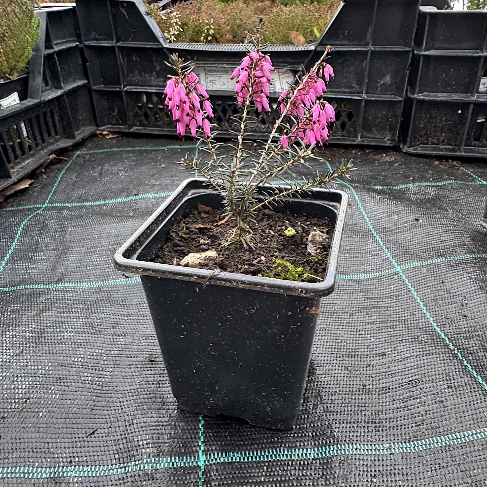 Erica carnea 'Springwood Pink'