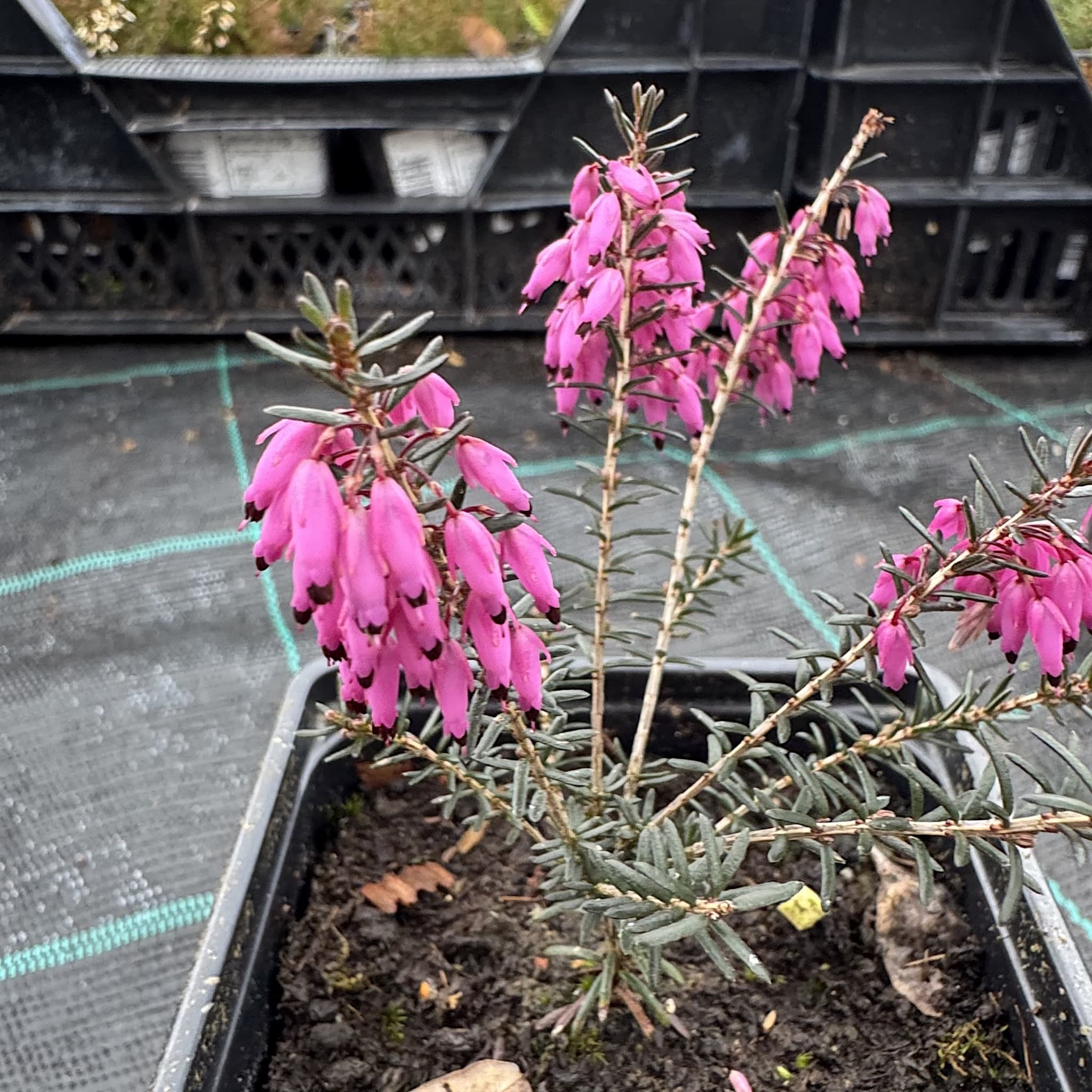 Erica carnea 'Springwood Pink'