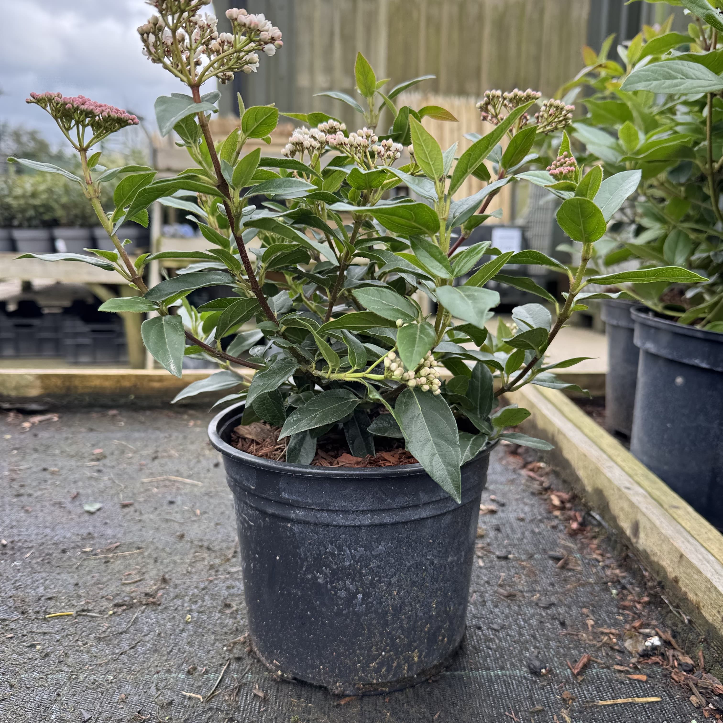 Viburnum tinus