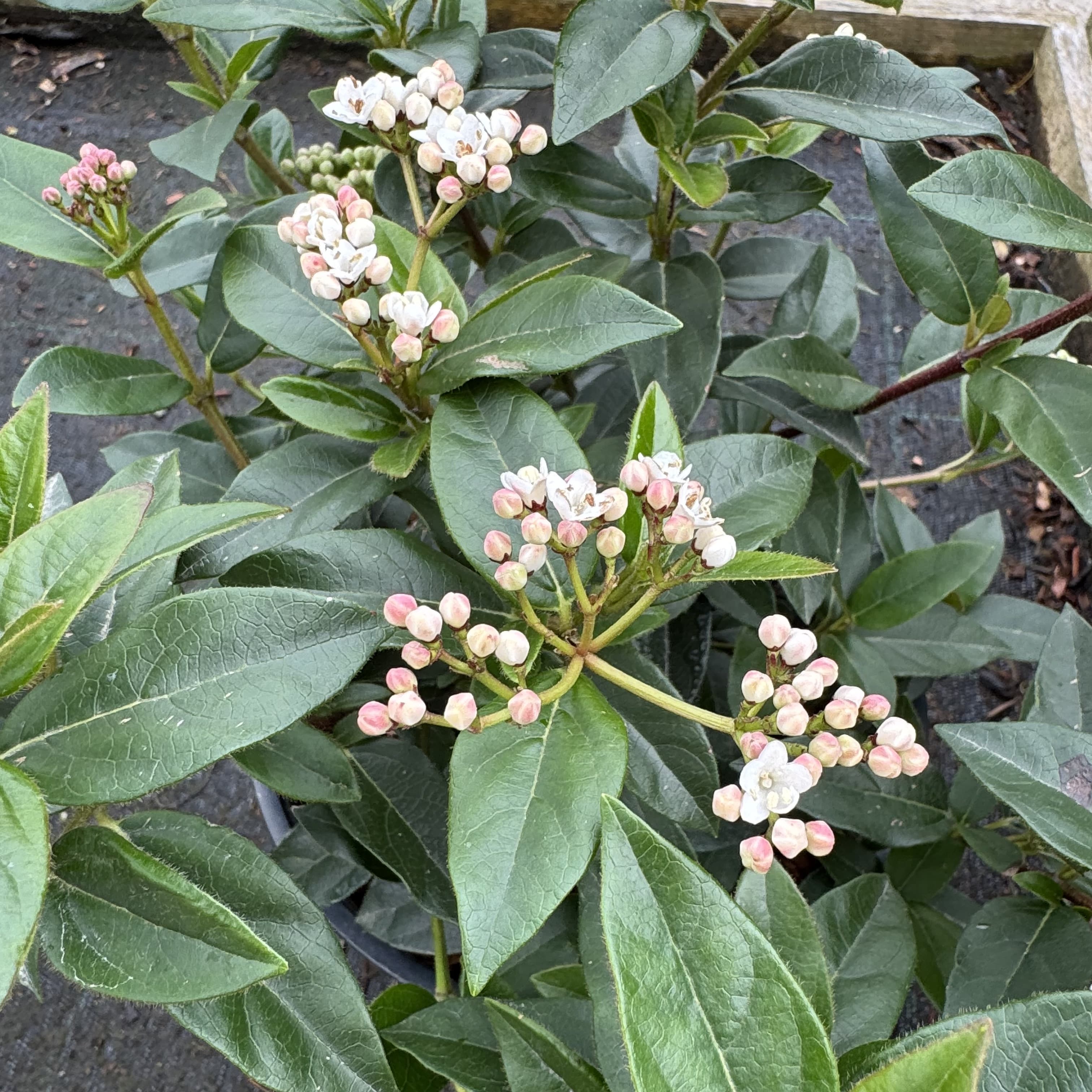 Viburnum tinus