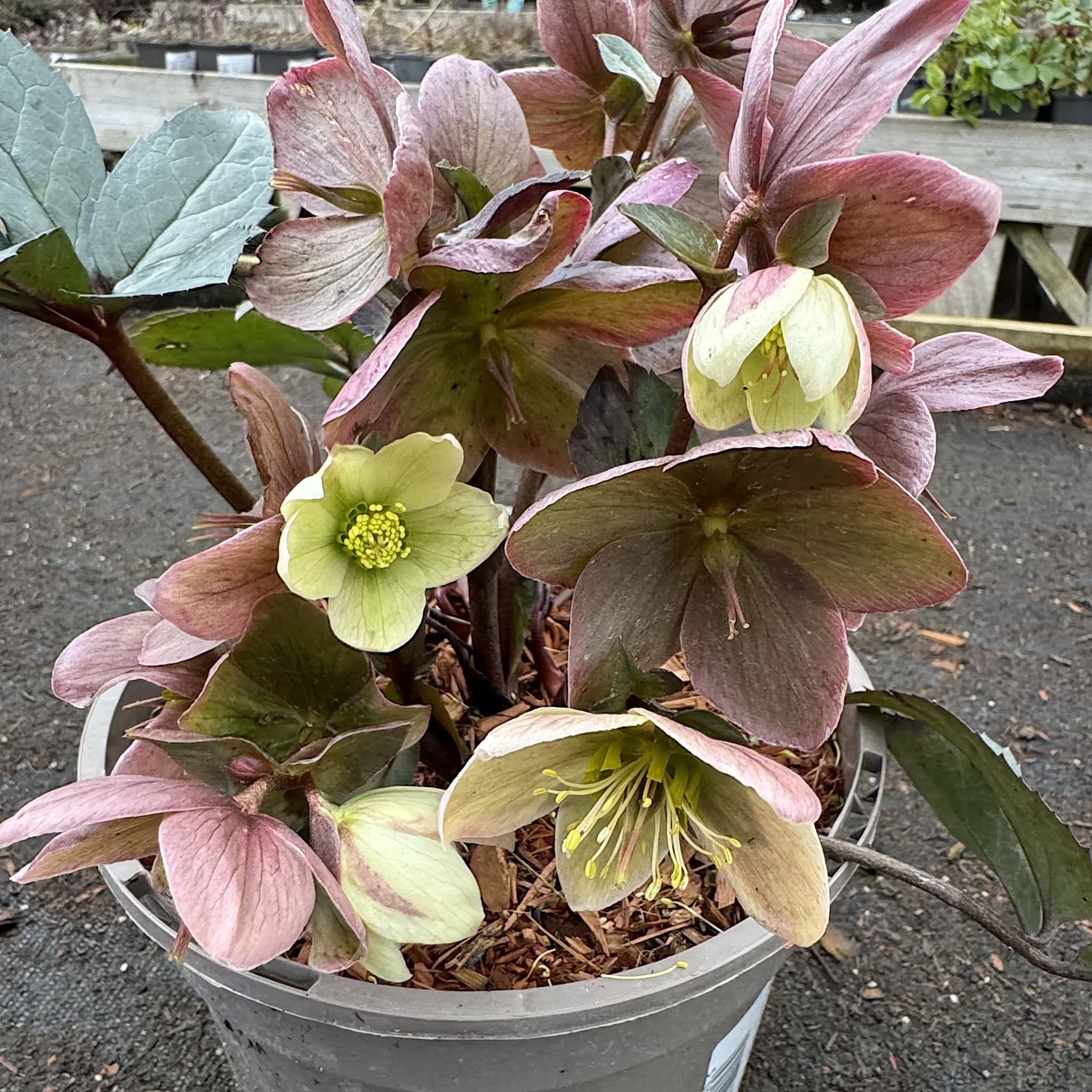 Helleborus 'Winter Passion'