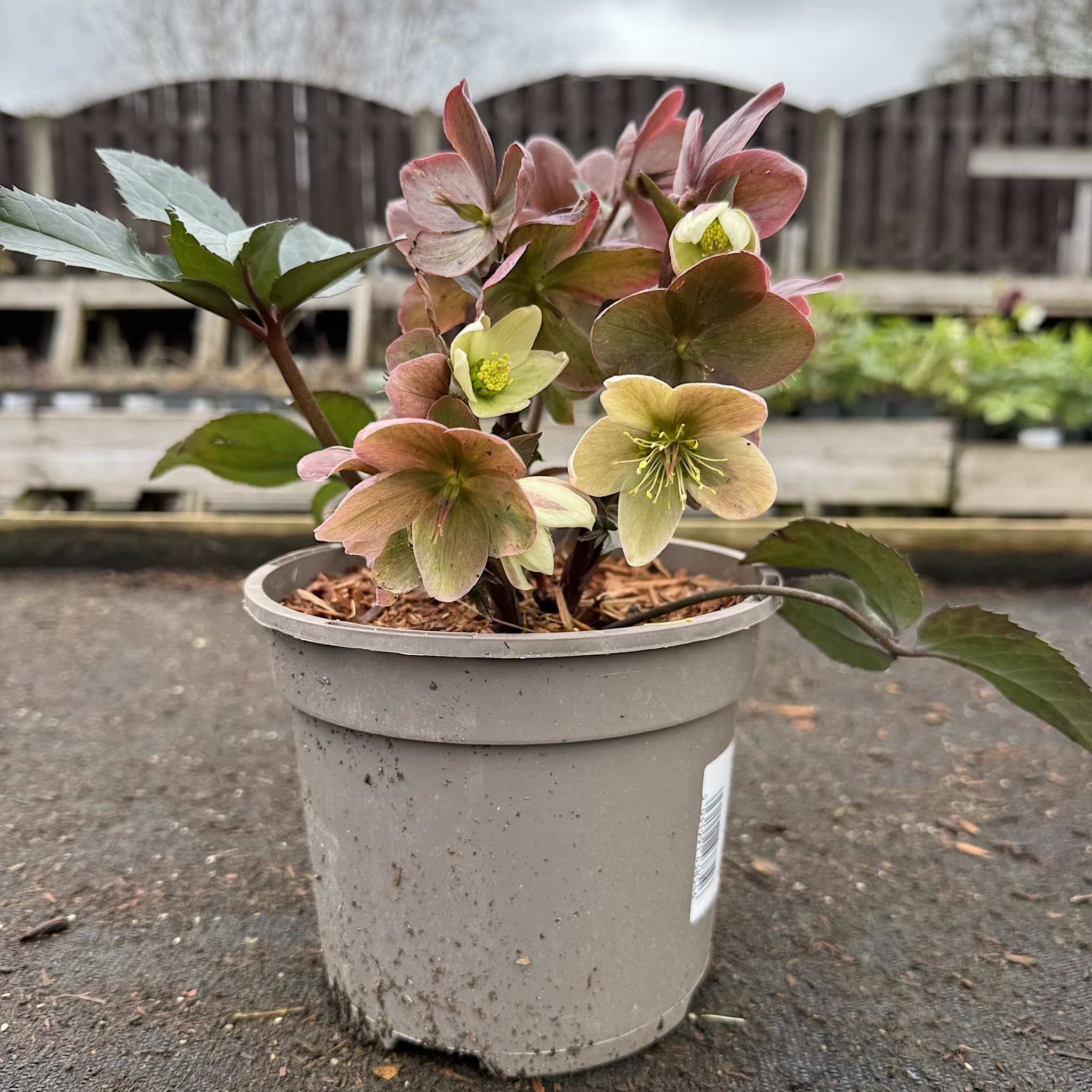 Helleborus 'Winter Passion'