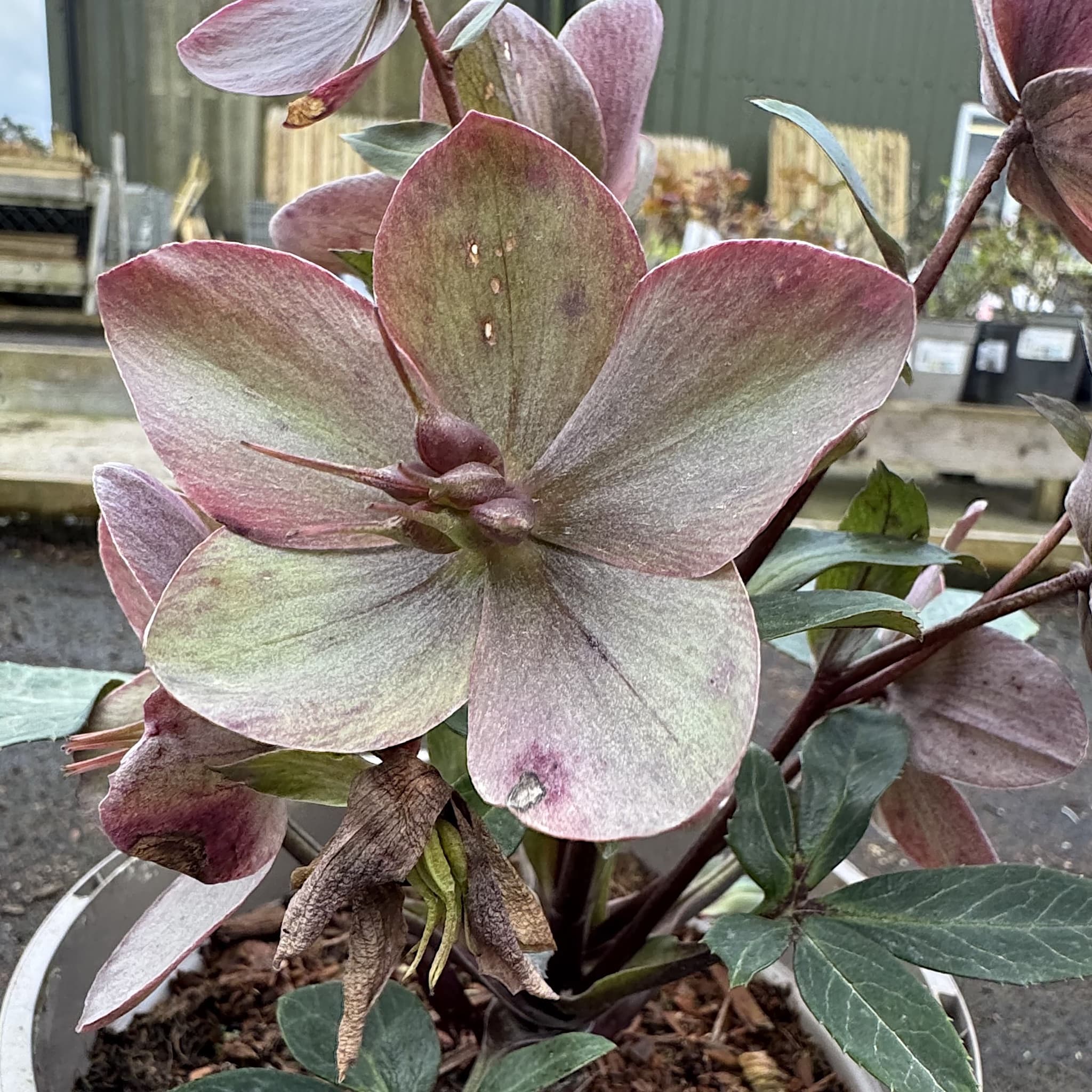 Helleborus 'Valeria'