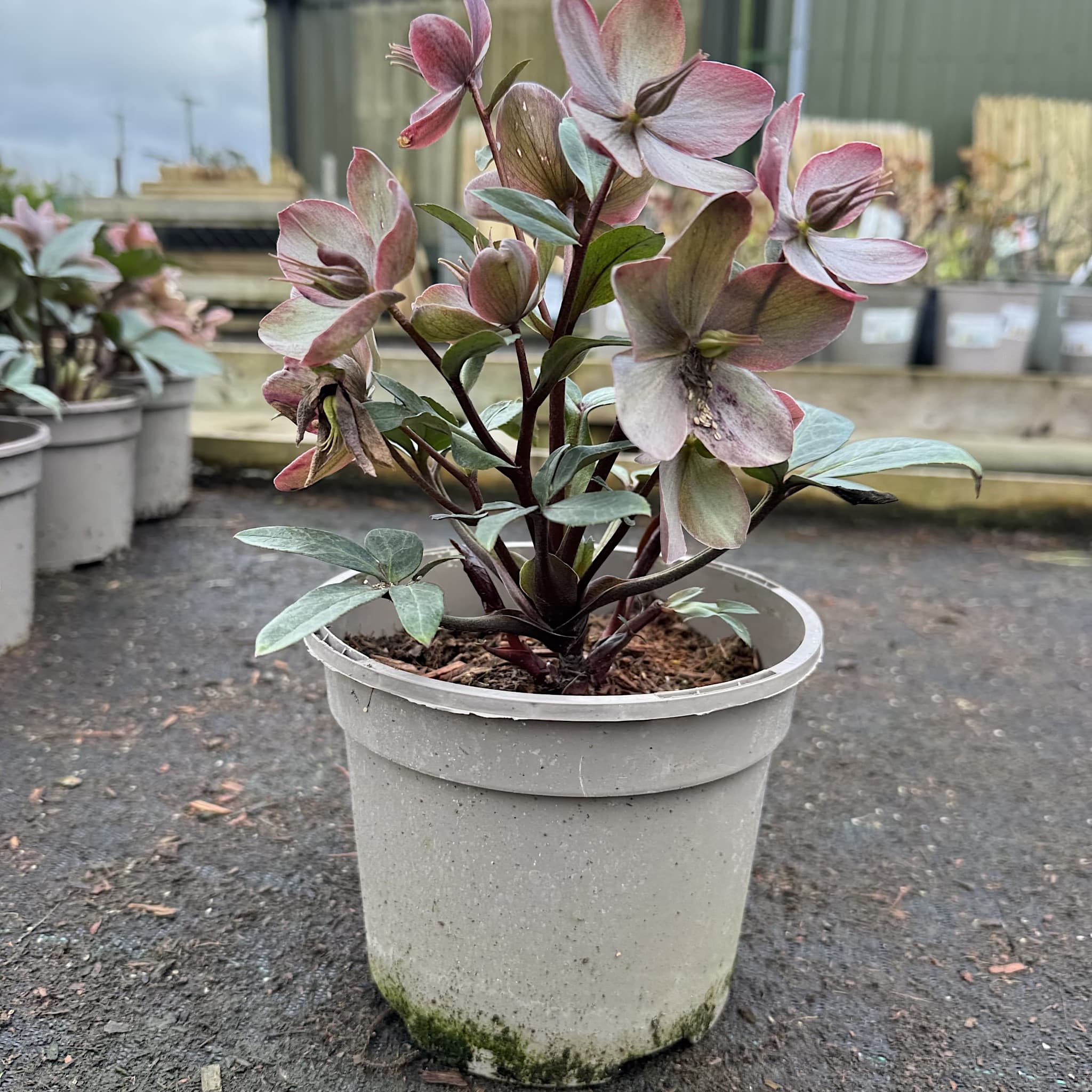 Helleborus 'Valeria'