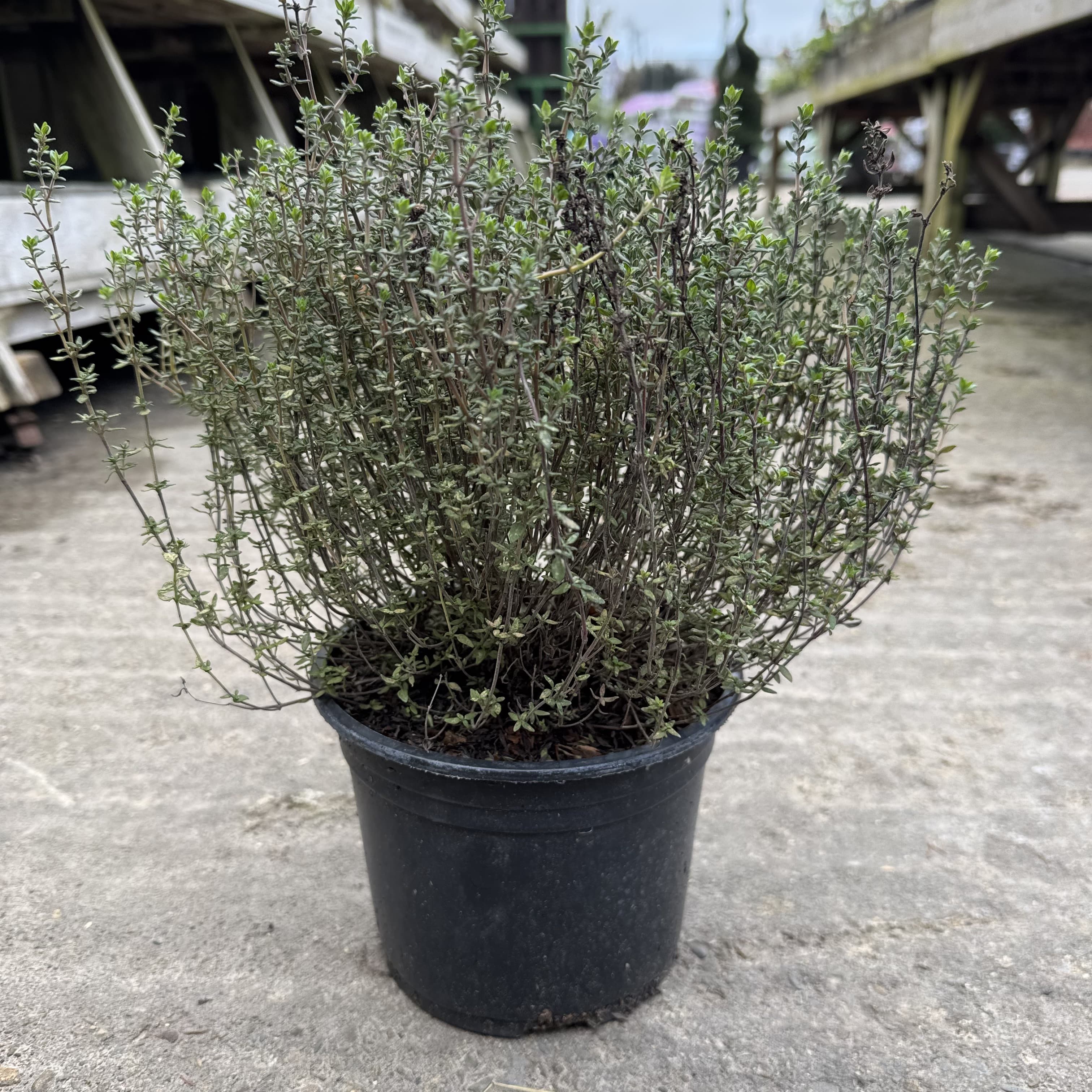 Thymus vulgaris