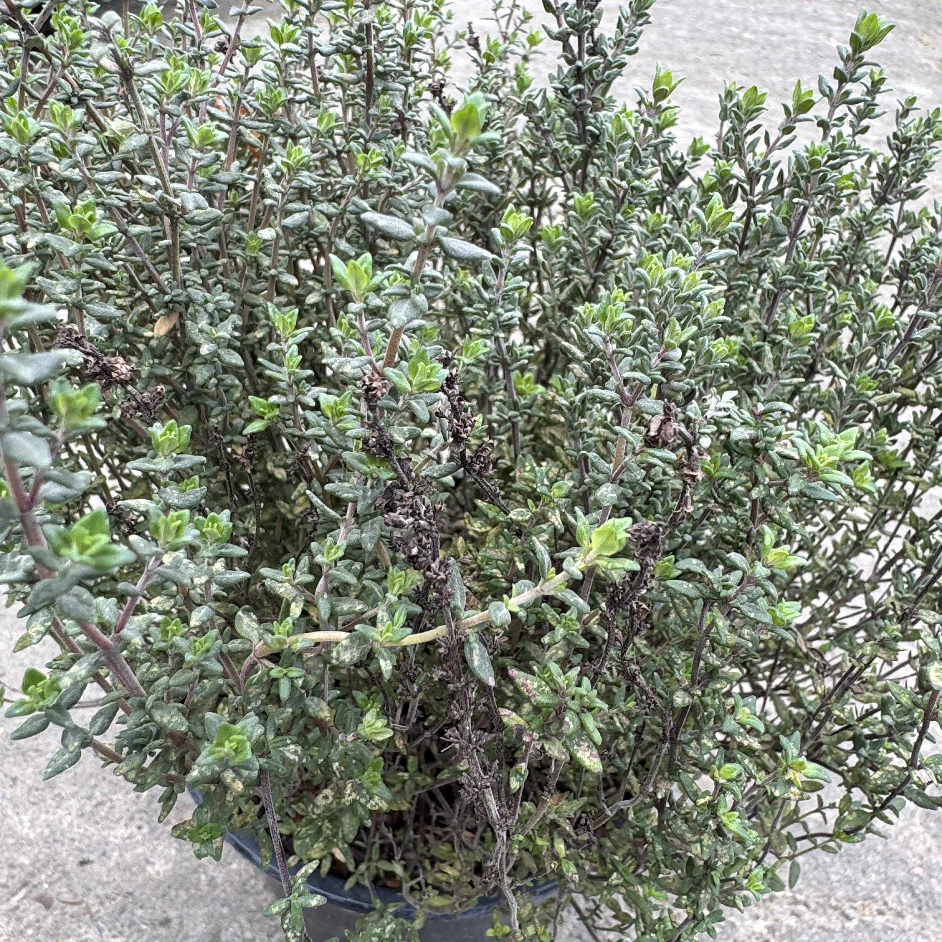 Thymus vulgaris
