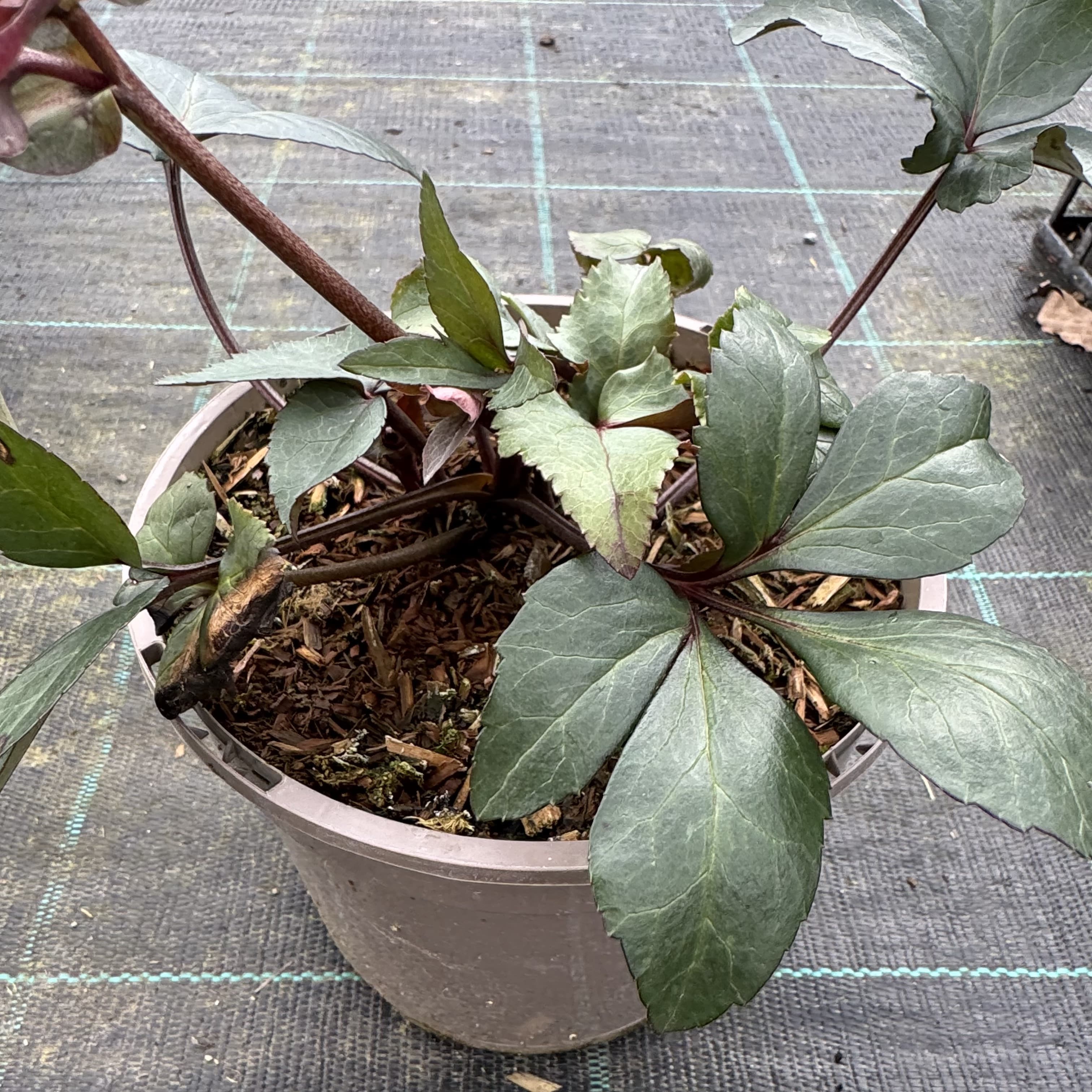 Helleborus 'Angel Glow'
