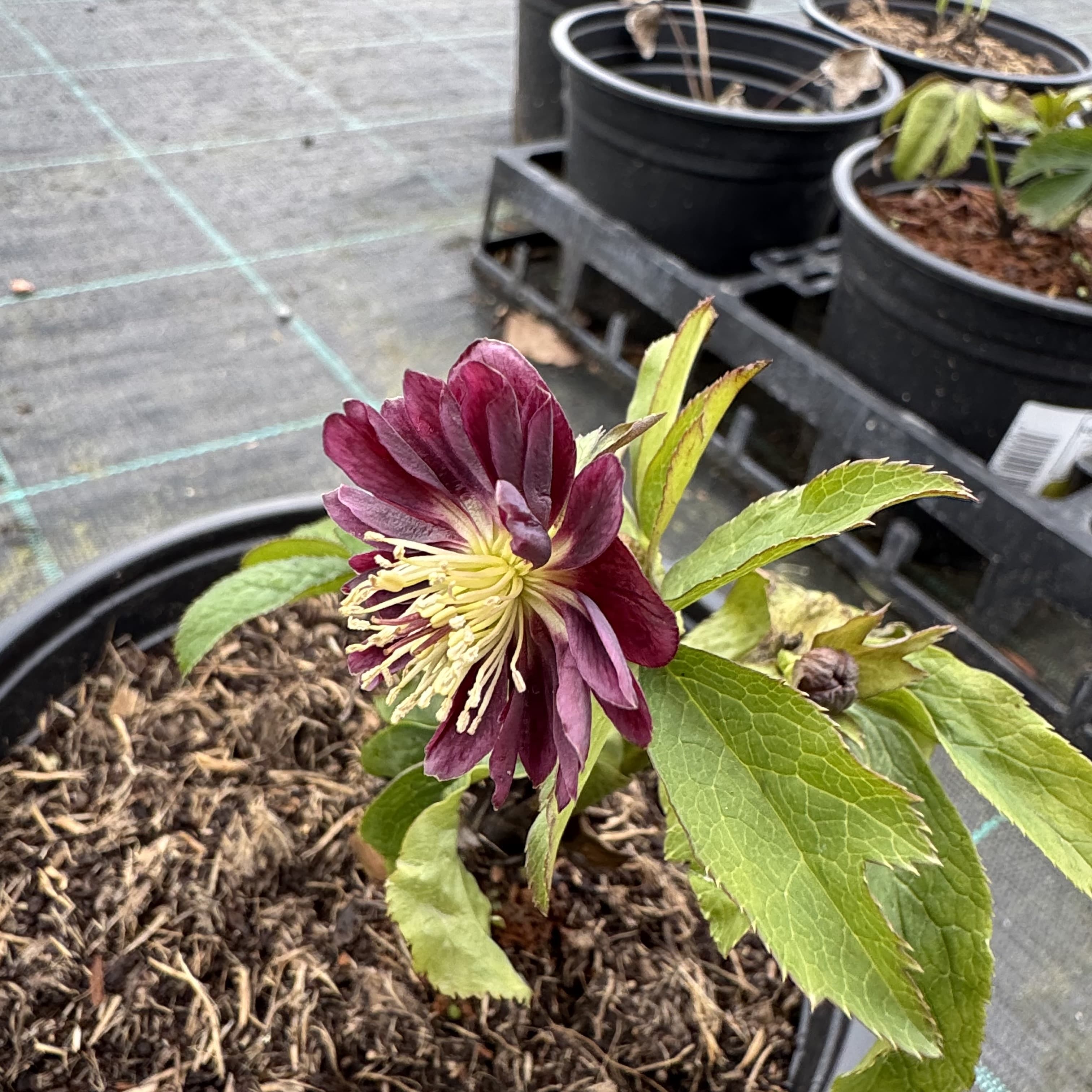 Helleborus orientalis