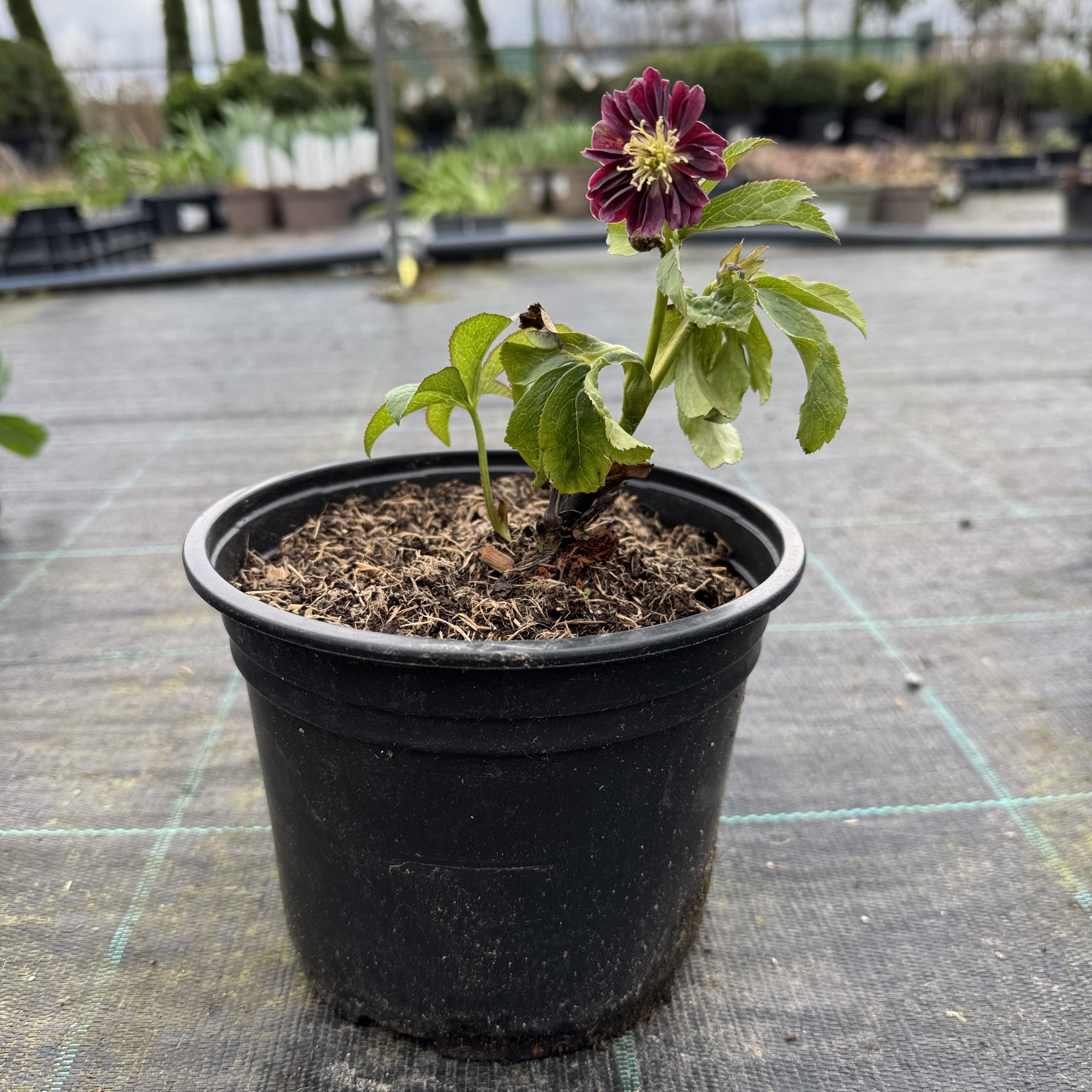 Helleborus orientalis
