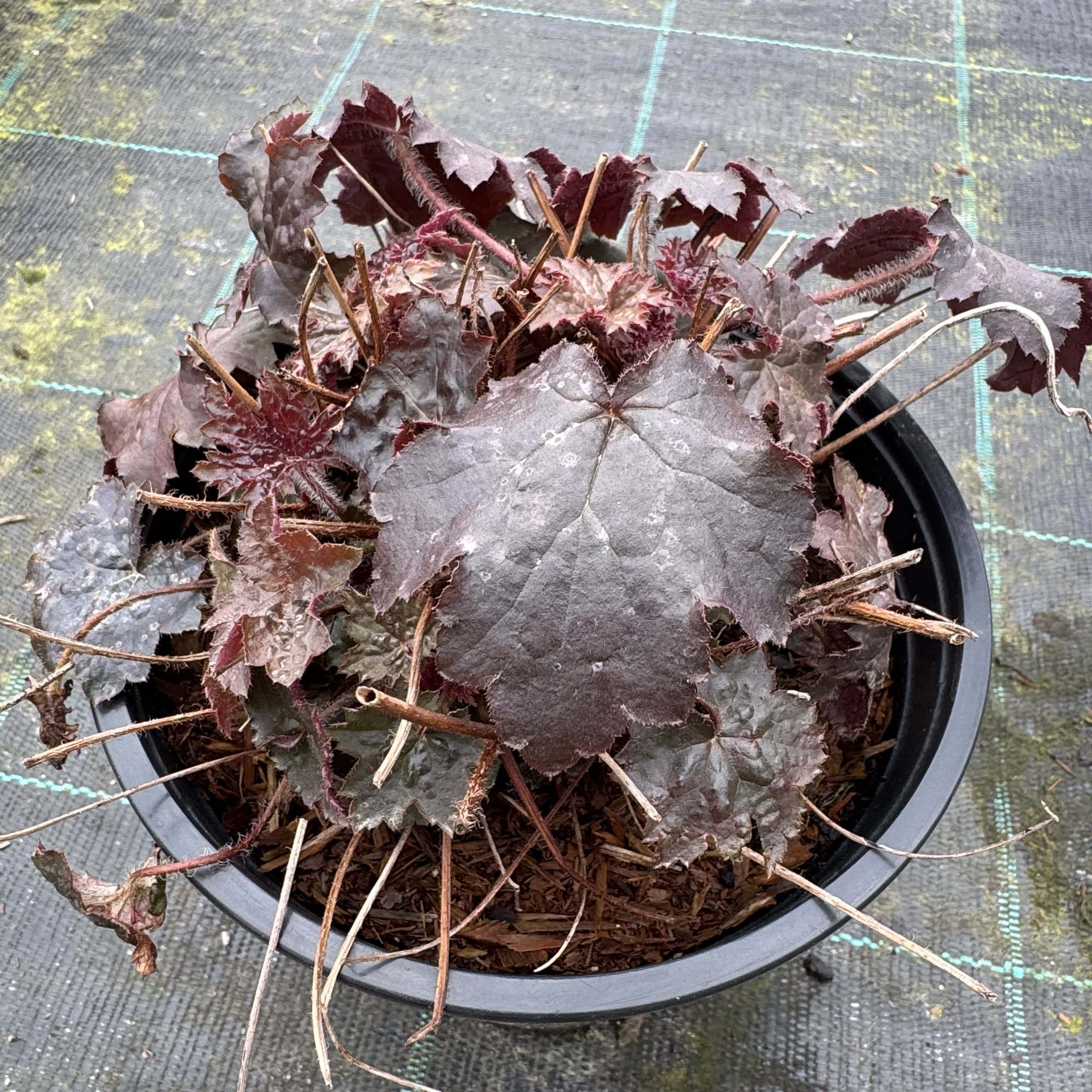 Heuchera 'Palace Purple'