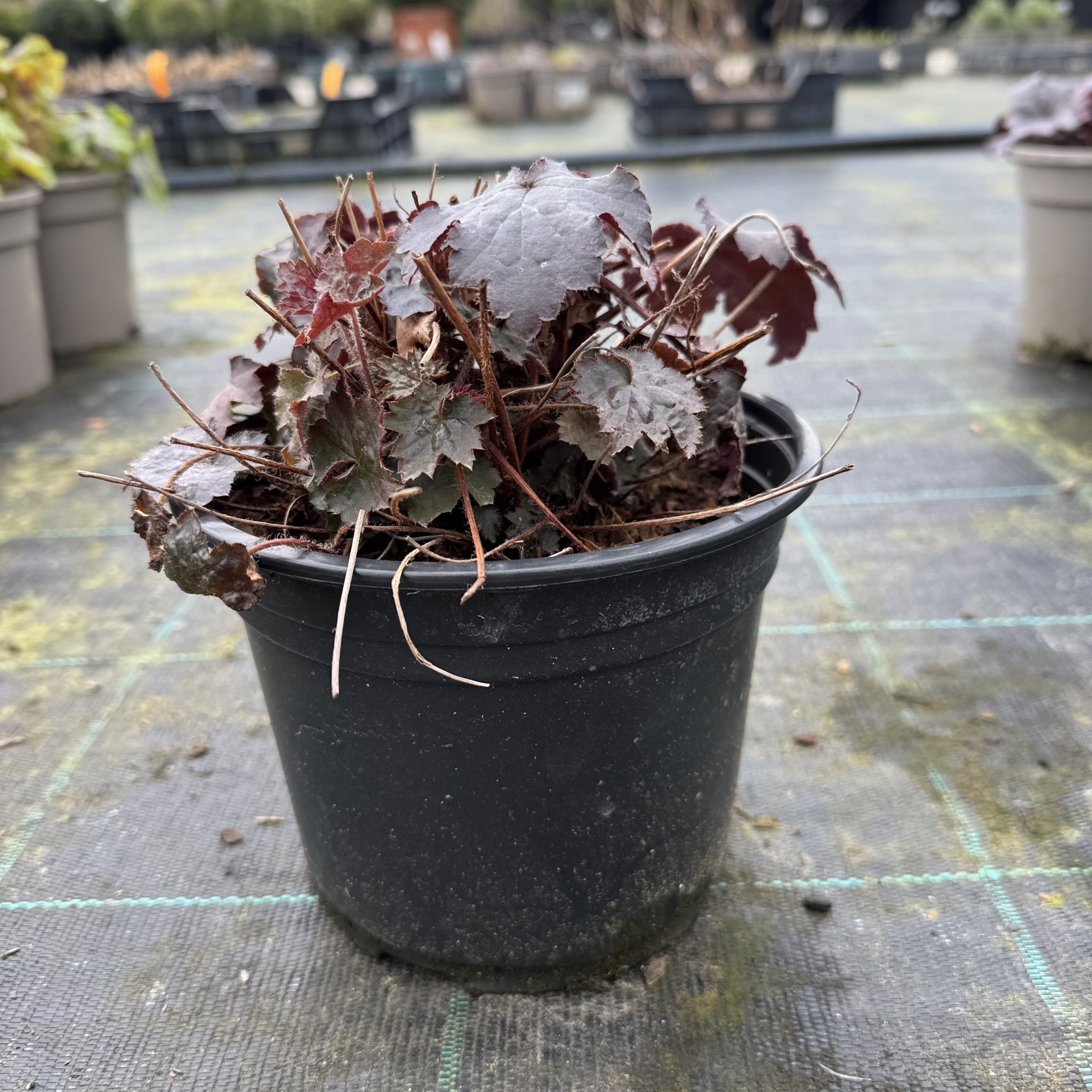 Heuchera 'Palace Purple'
