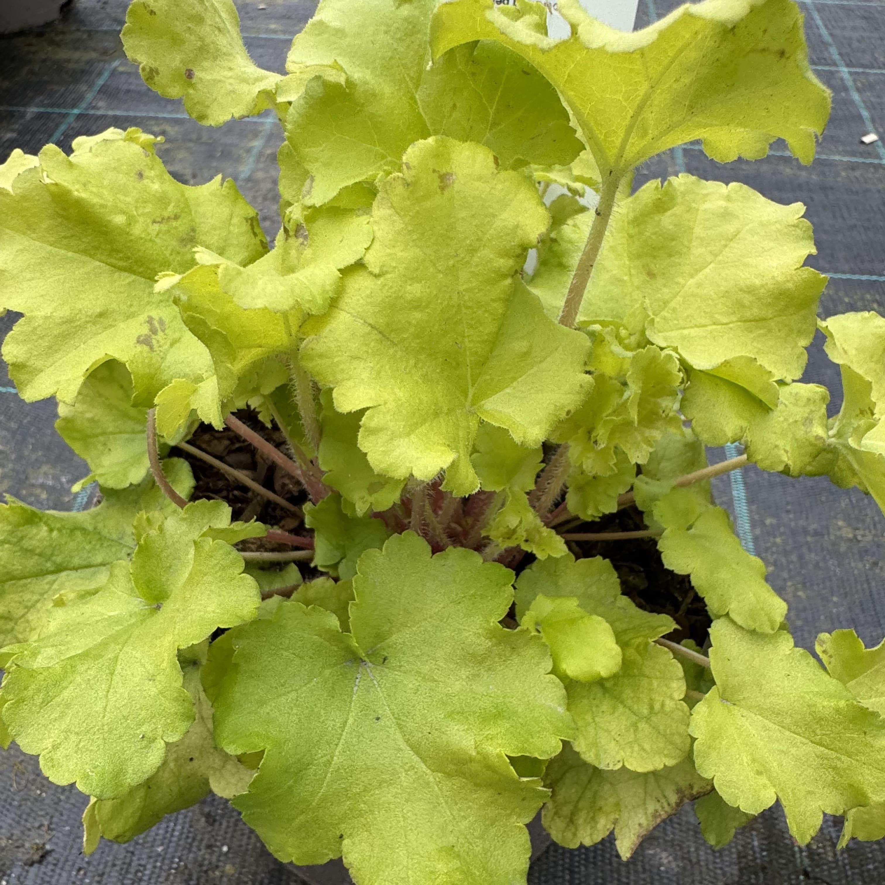 Heuchera 'Lime Marmalade'