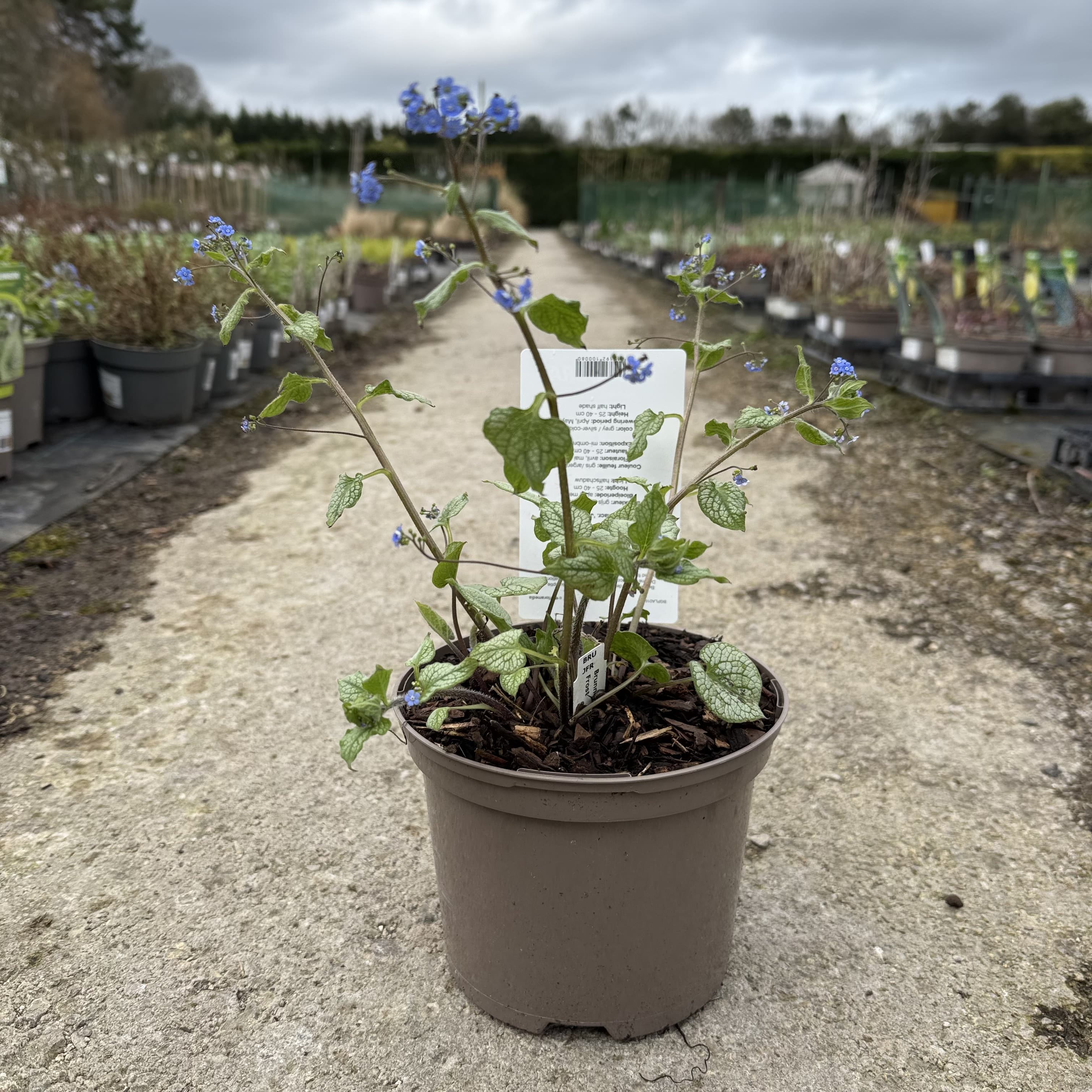Brunnera macr. 'Jack Frost'