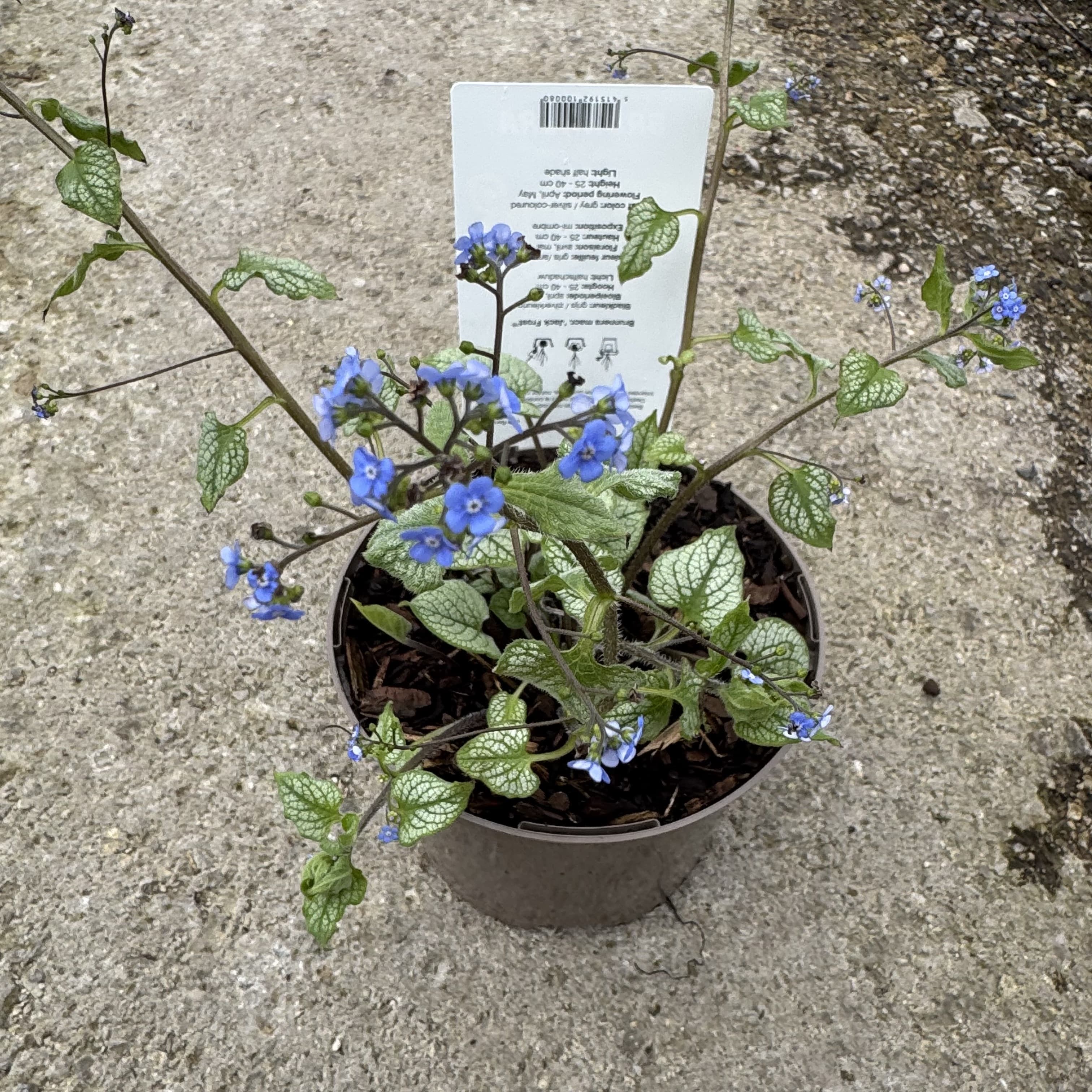 Brunnera macr. 'Jack Frost'